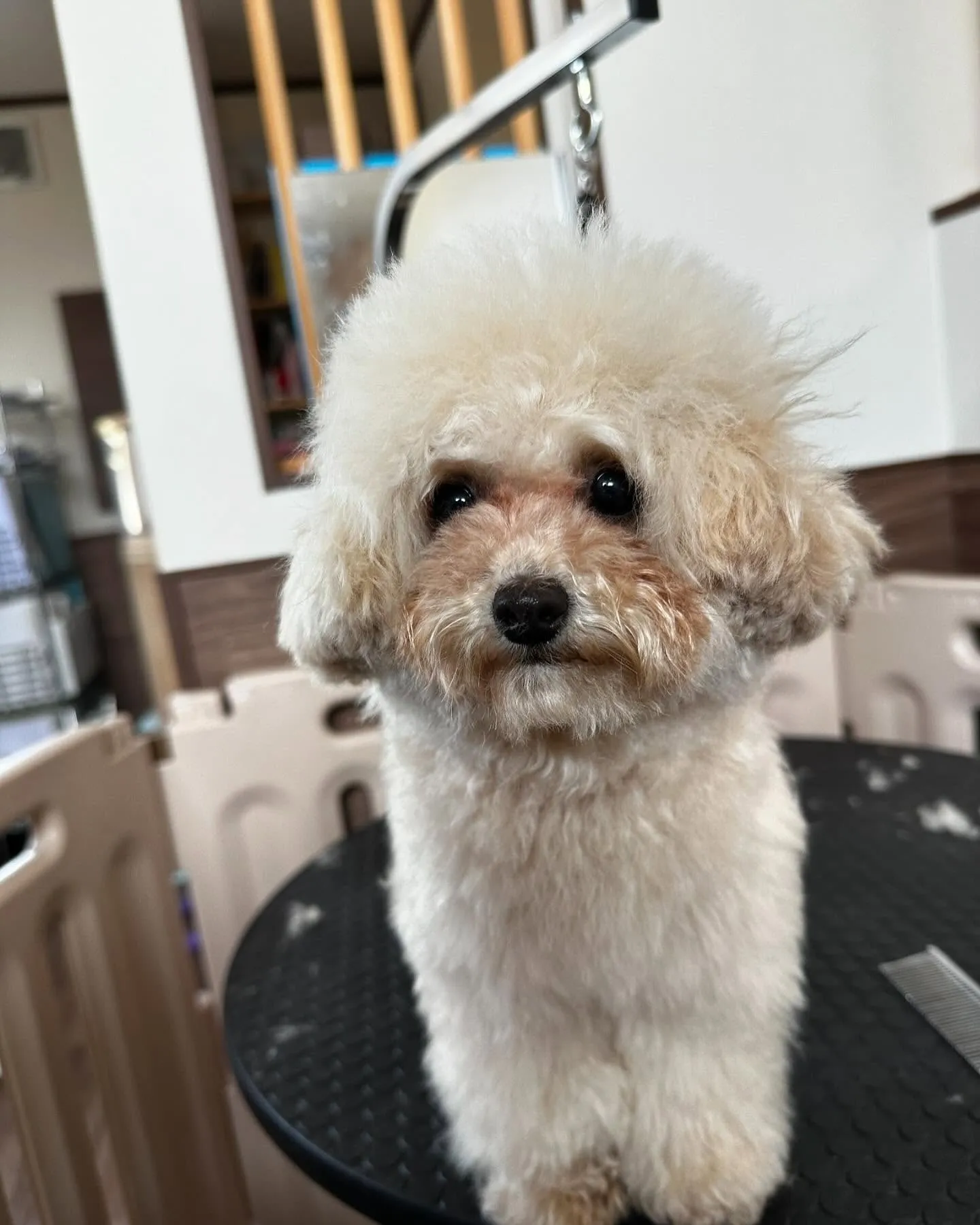 先月アップしきれなかったトリミングわんこさんです💕