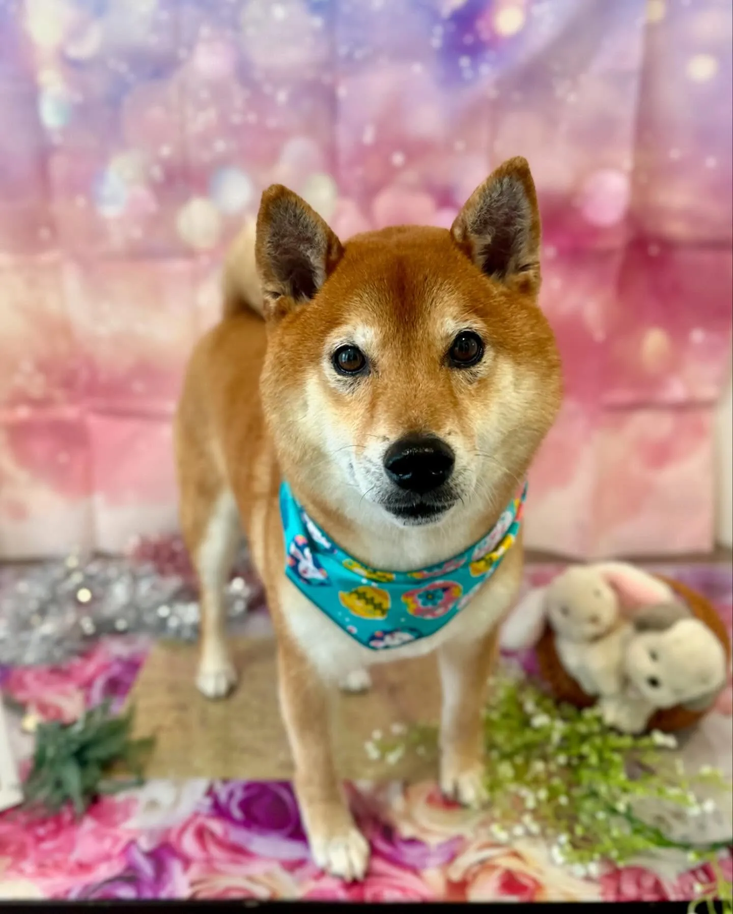 先月アップしきれなかったトリミングわんこさんです💕