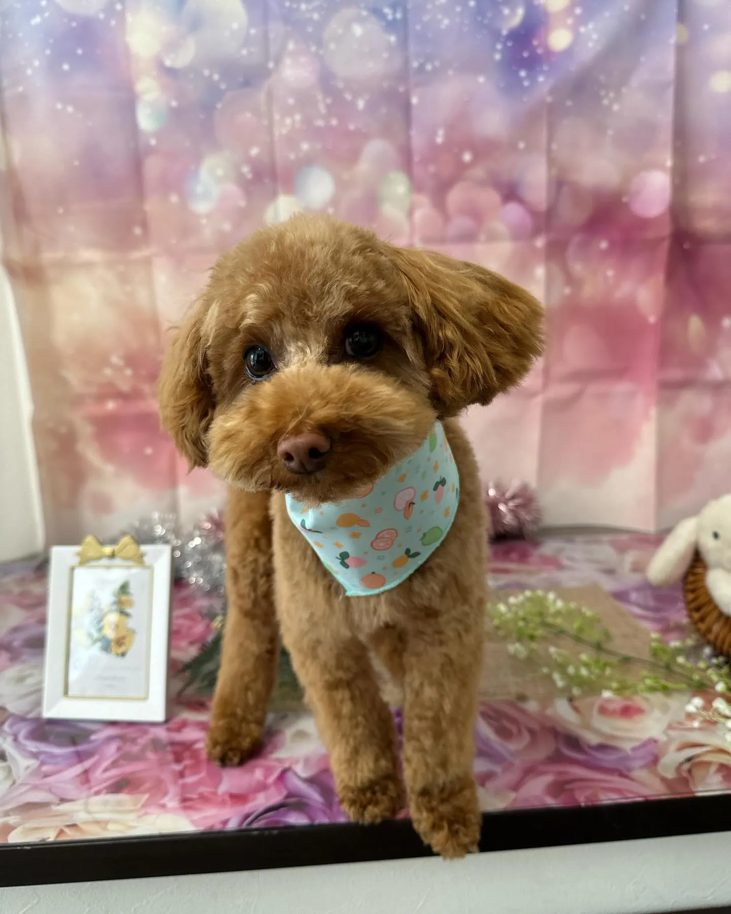 先月アップしきれなかったトリミングわんこさんです💕