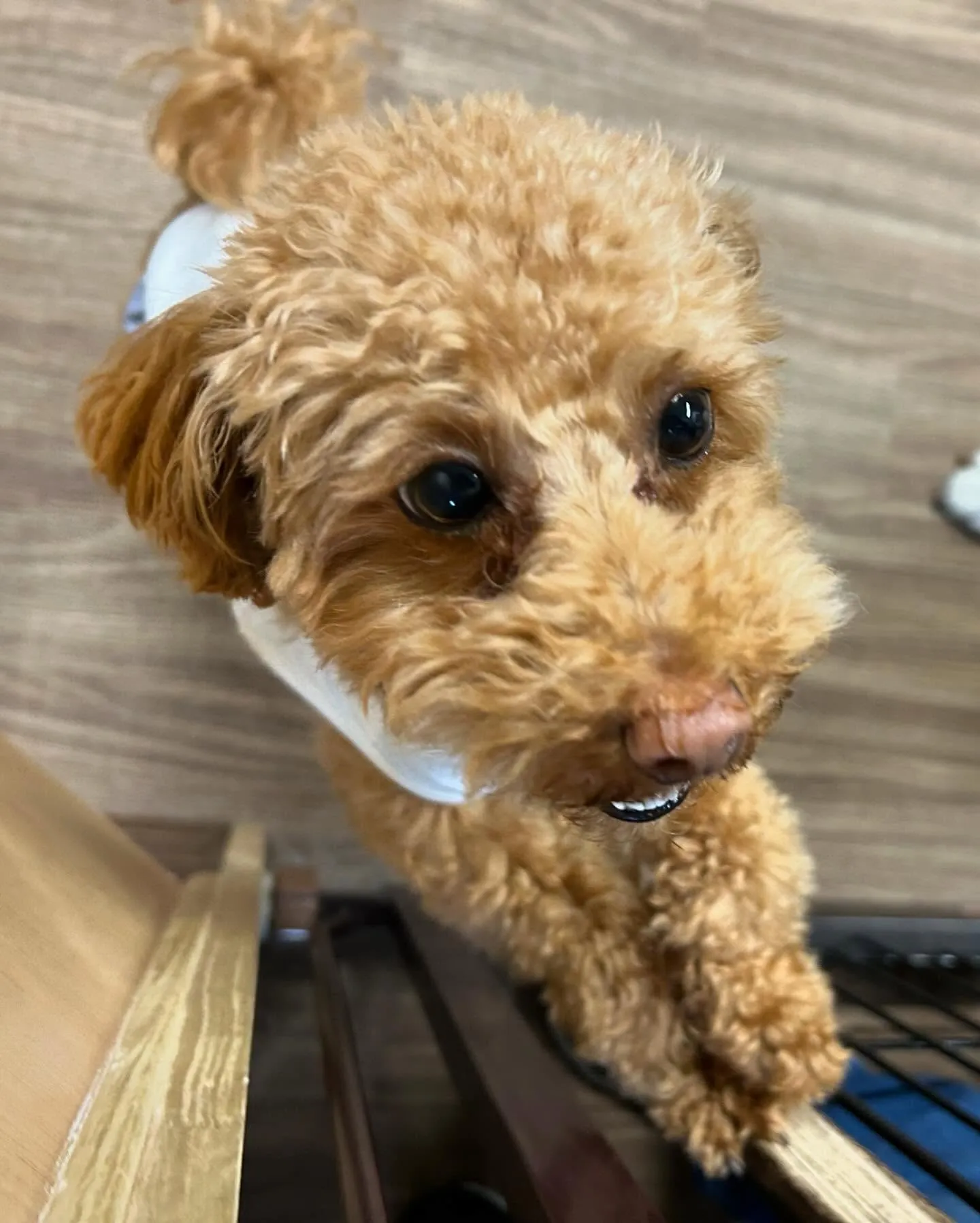 先月アップしきれなかったトリミングわんこさんです💕