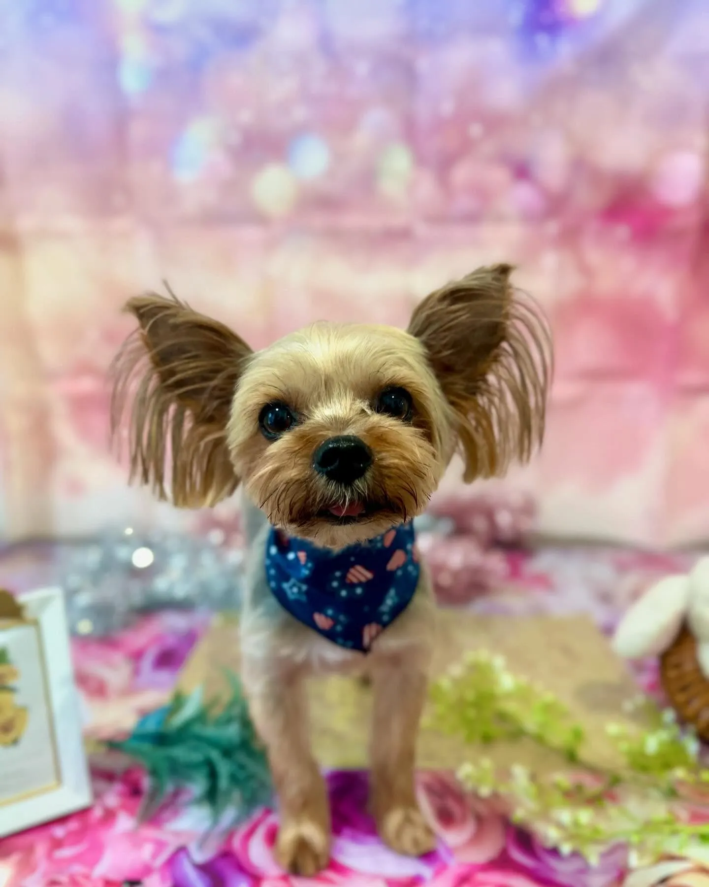 先月アップしきれなかったトリミングわんこさんです💕