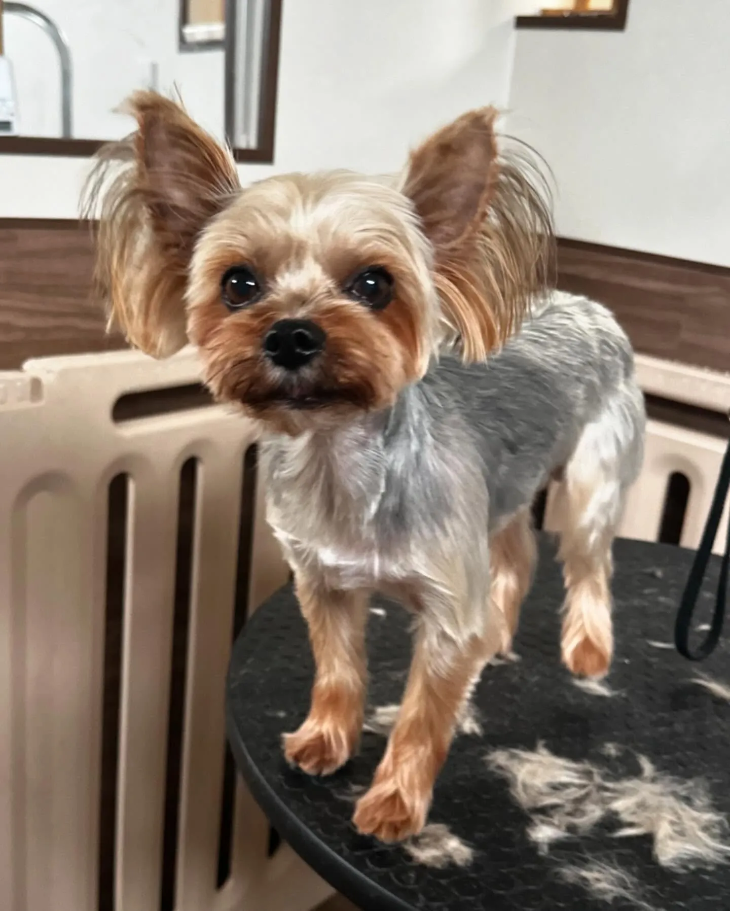 先月アップしきれなかったトリミングわんこさんです💕