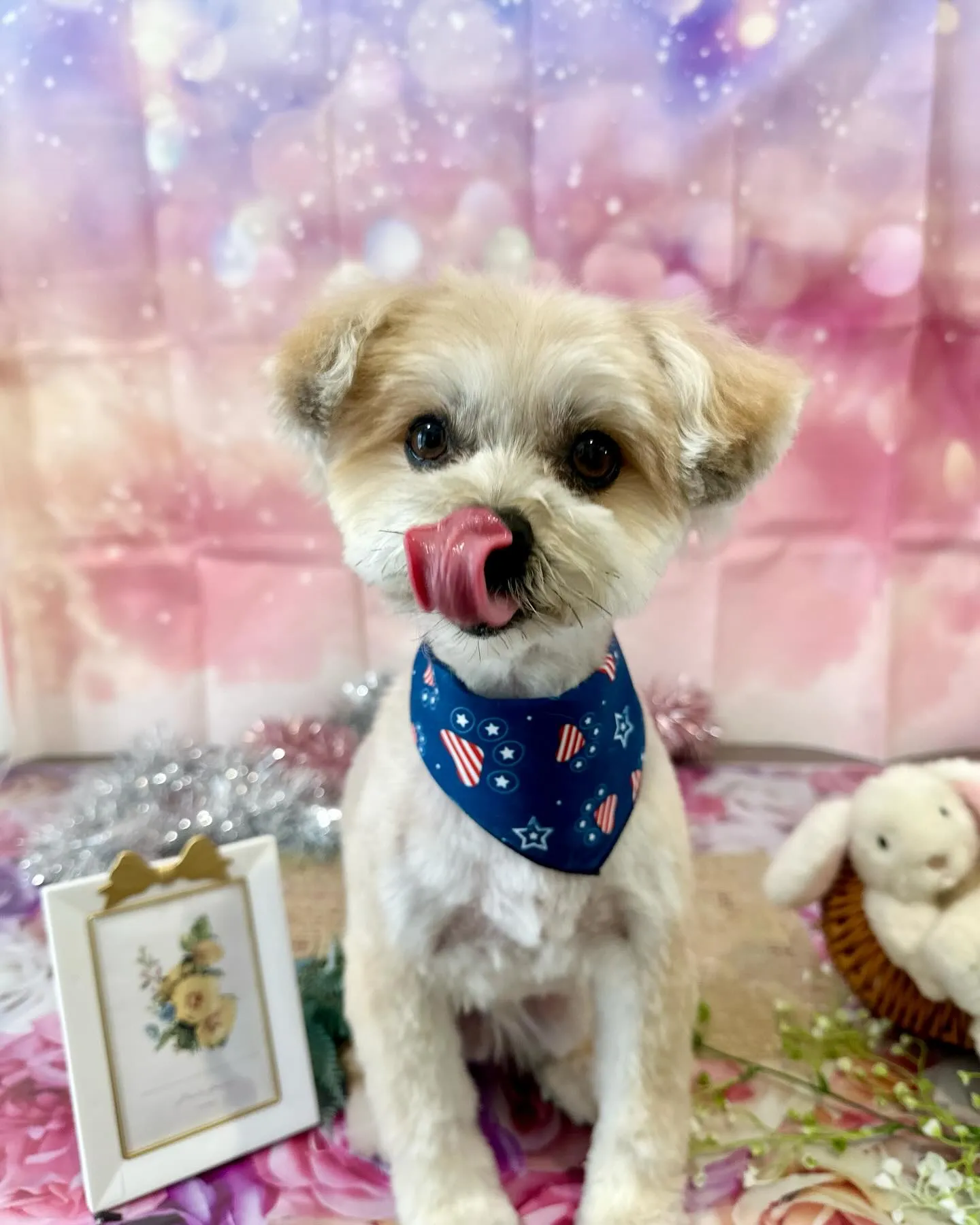 先月アップしきれなかったトリミングわんこさんです💕