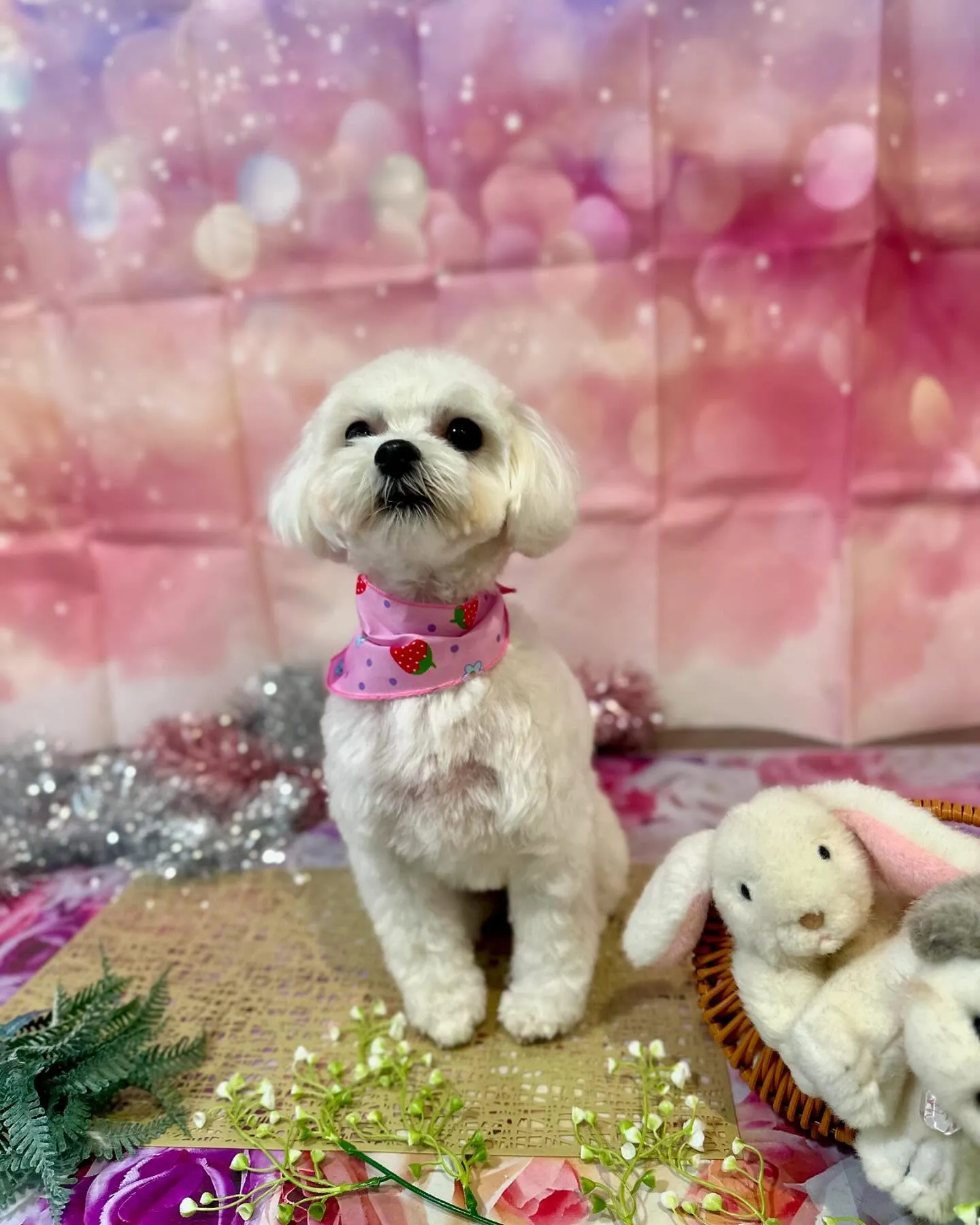 先月アップしきれなかったトリミングわんこさんです💕