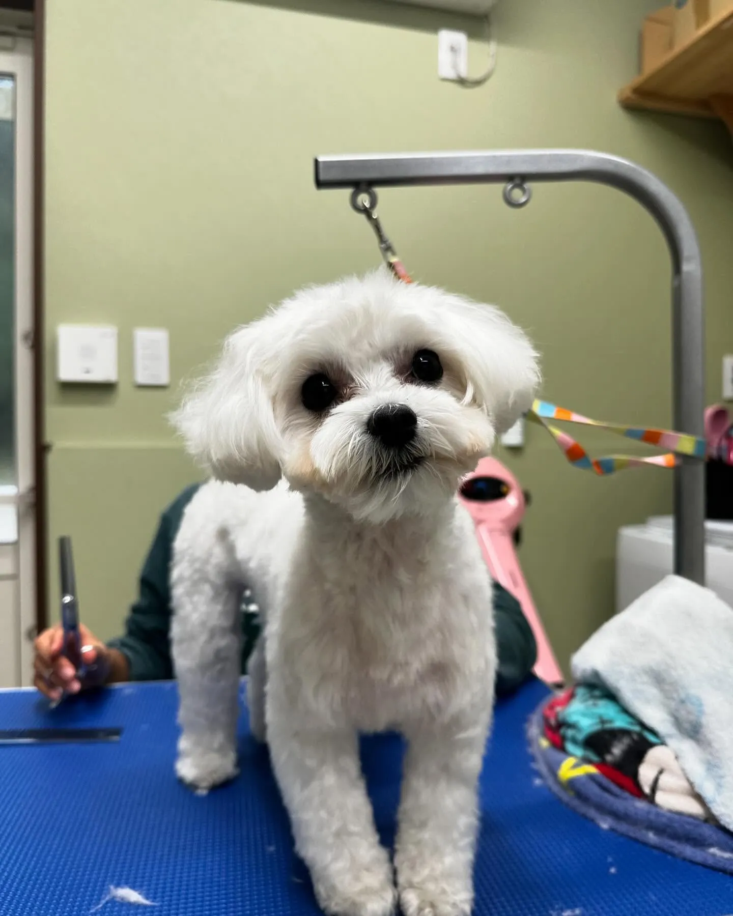 先月アップしきれなかったトリミングわんこさんです💕