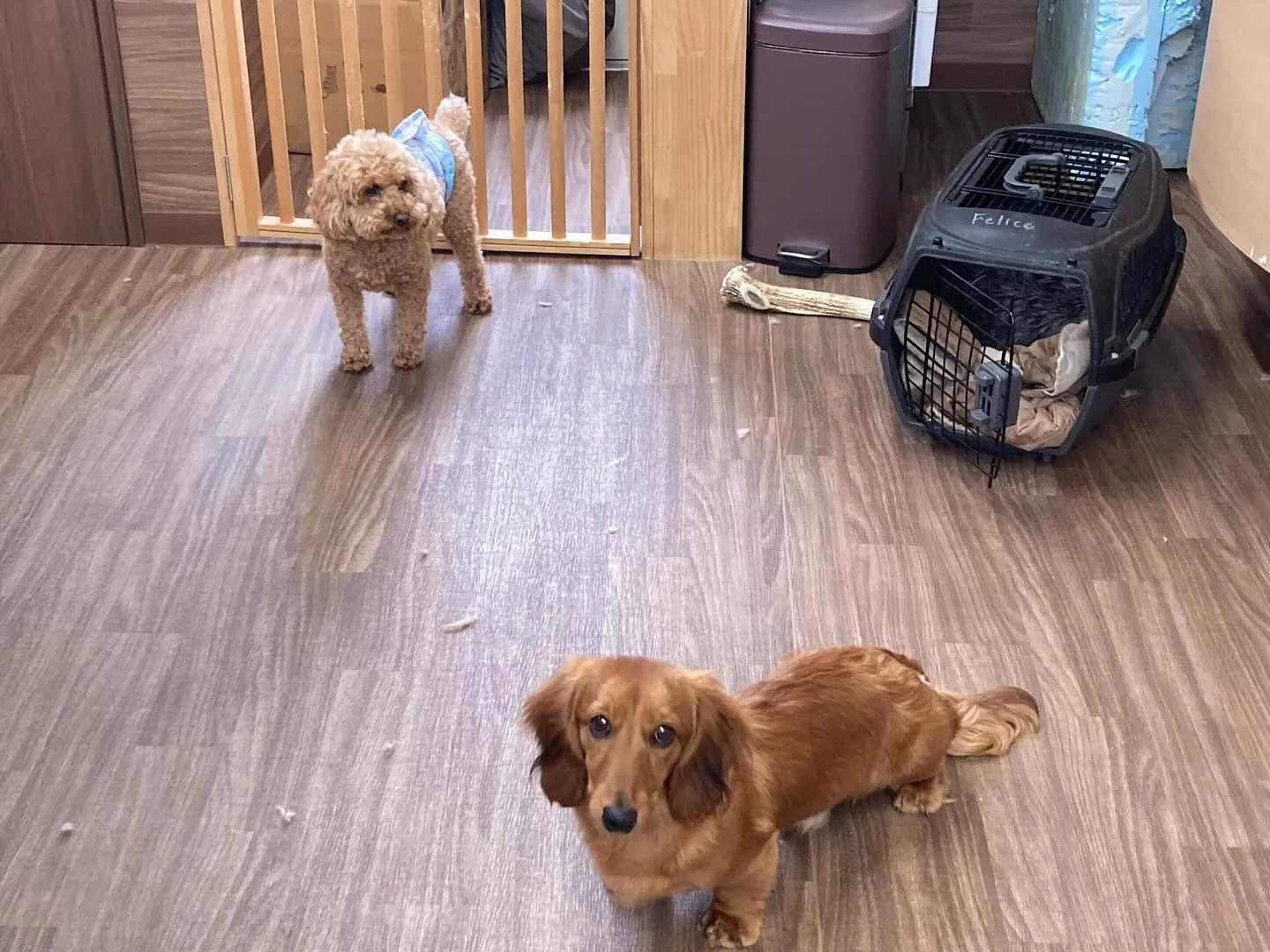 入会してくれたそらくんです💕