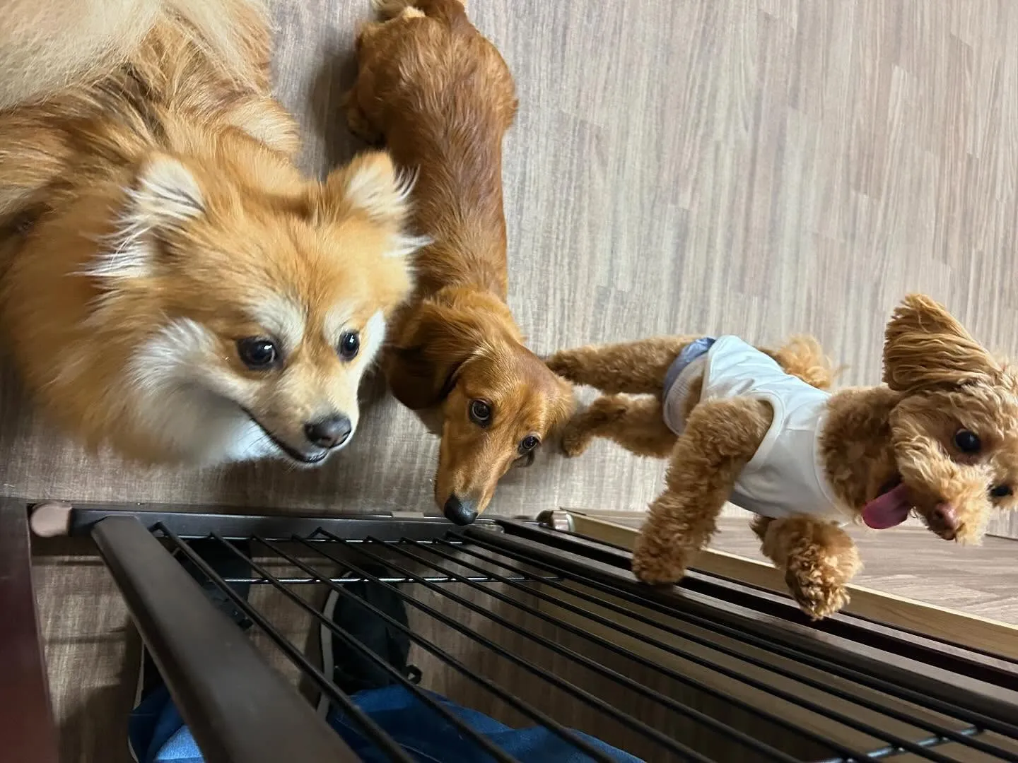 入会してくれたそらくんです💕