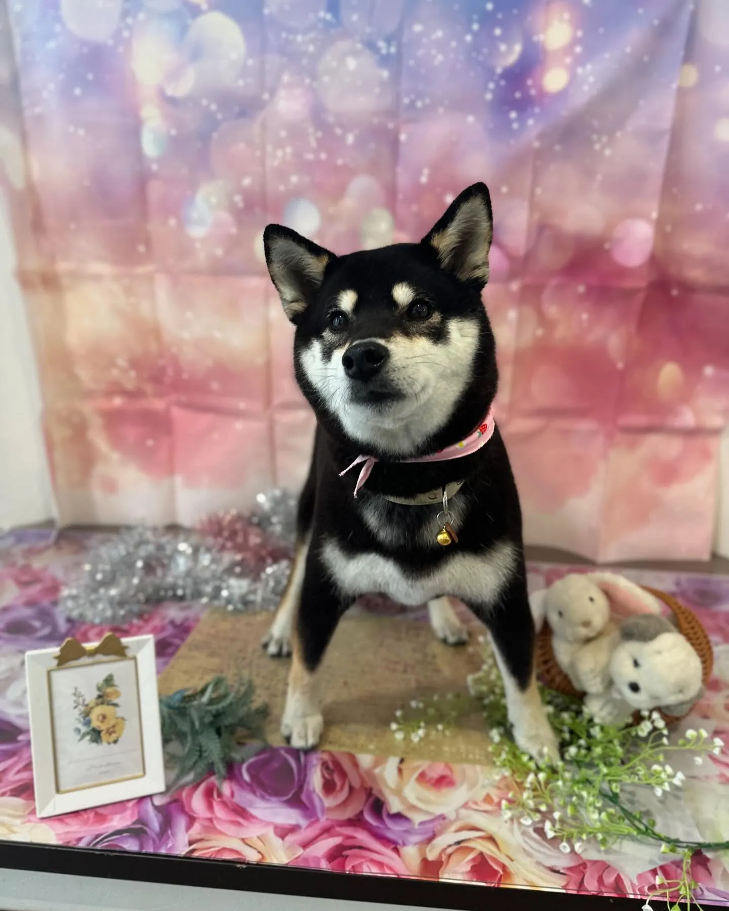 先月アップしきれなかったわんこたちです💖