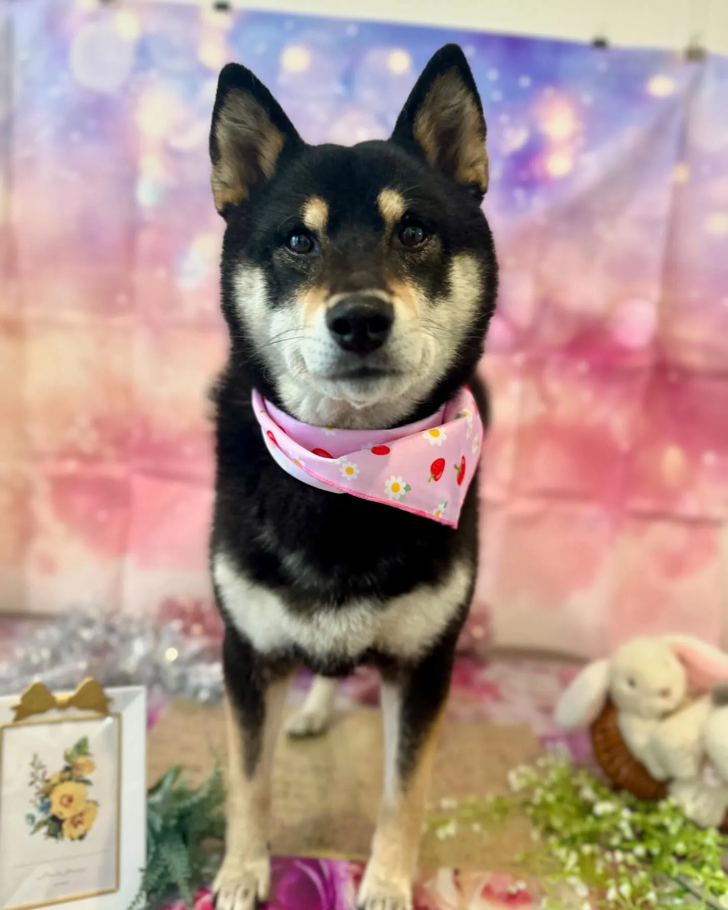 先月アップしきれなかったわんこたちです💖