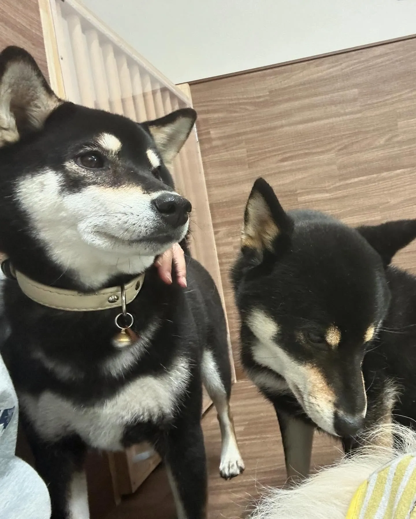 先月アップしきれなかったわんこたちです💖