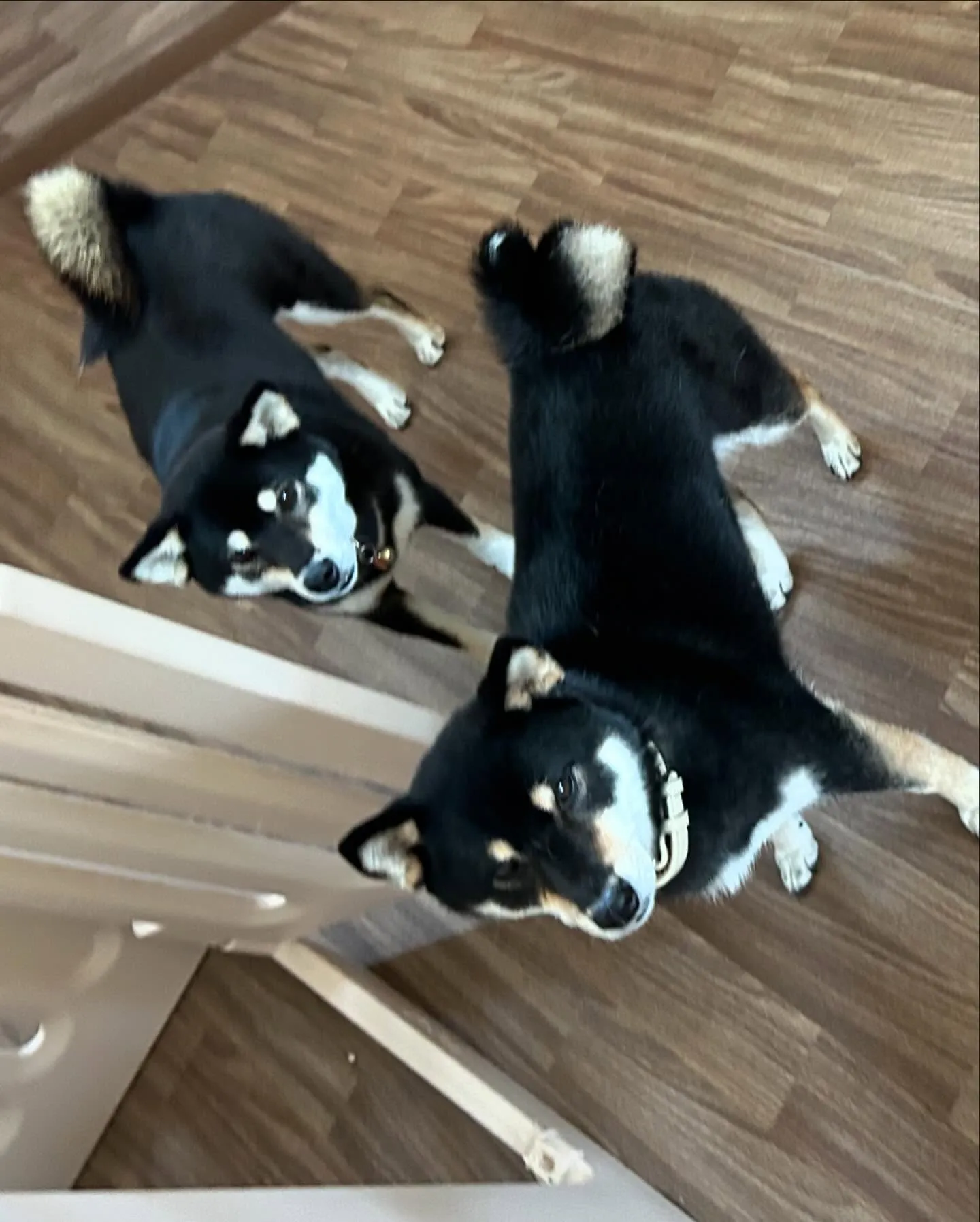 先月アップしきれなかったわんこたちです💖