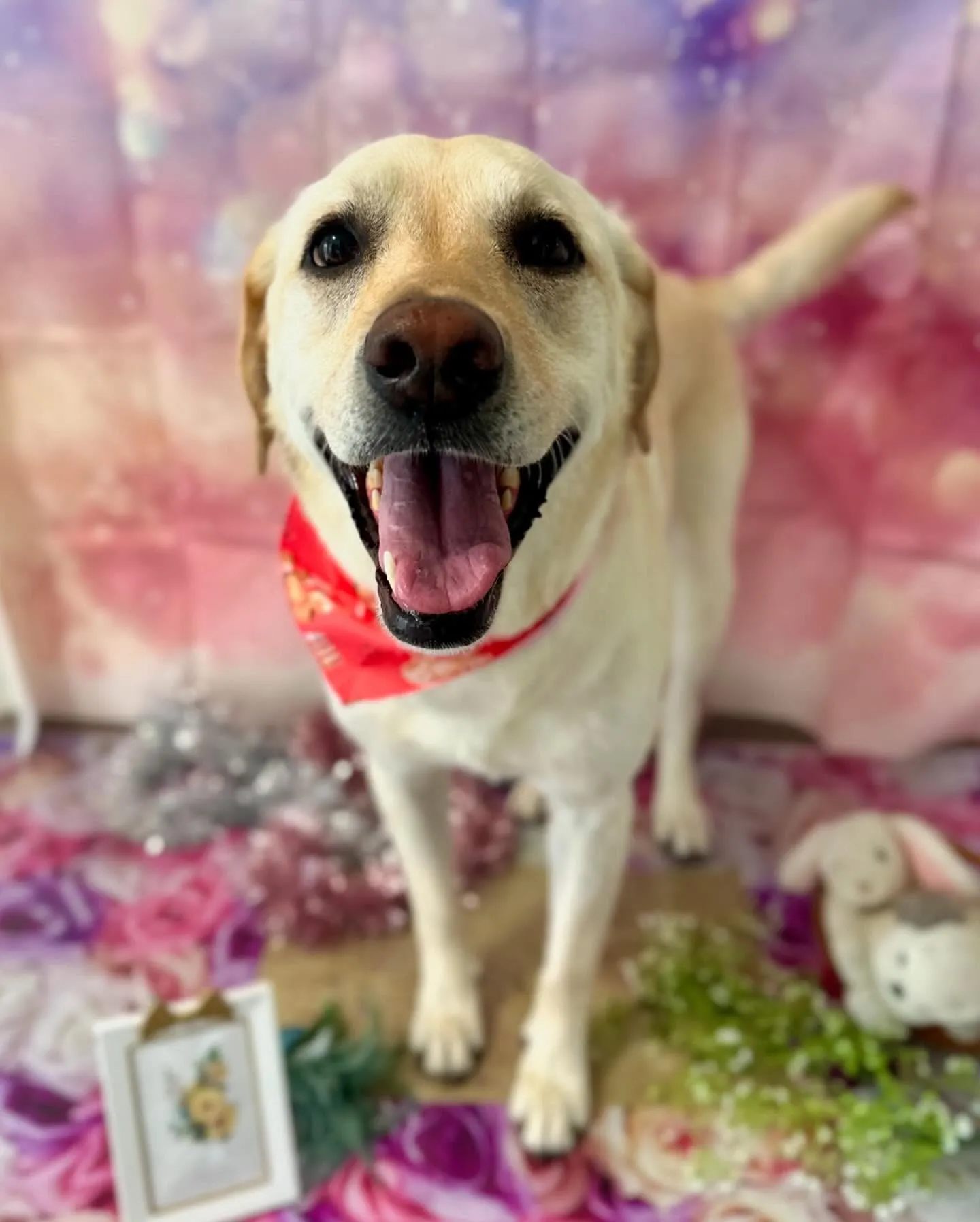 先月アップしきれなかったわんこたちです💖