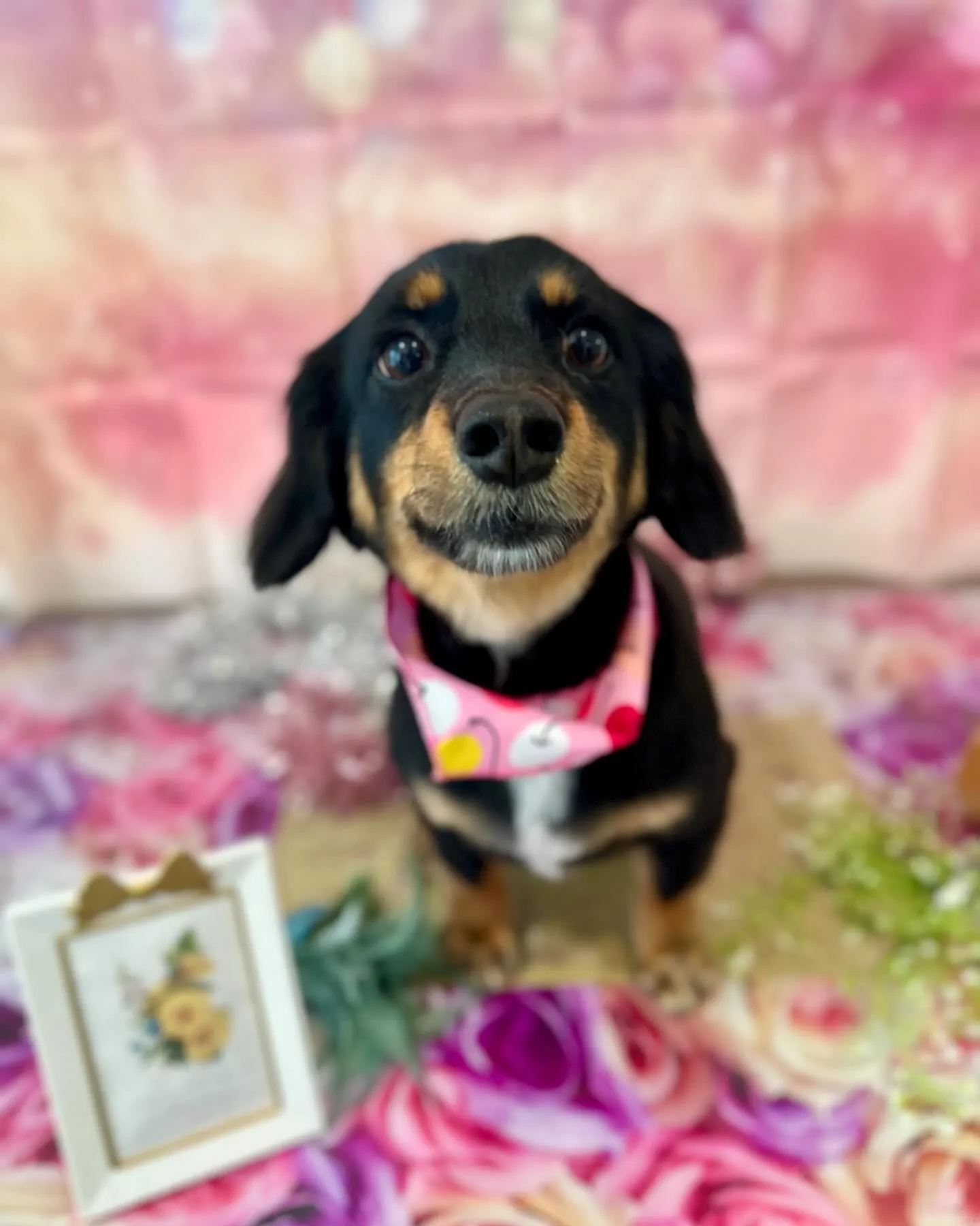 先月アップしきれなかったわんこたちです💖