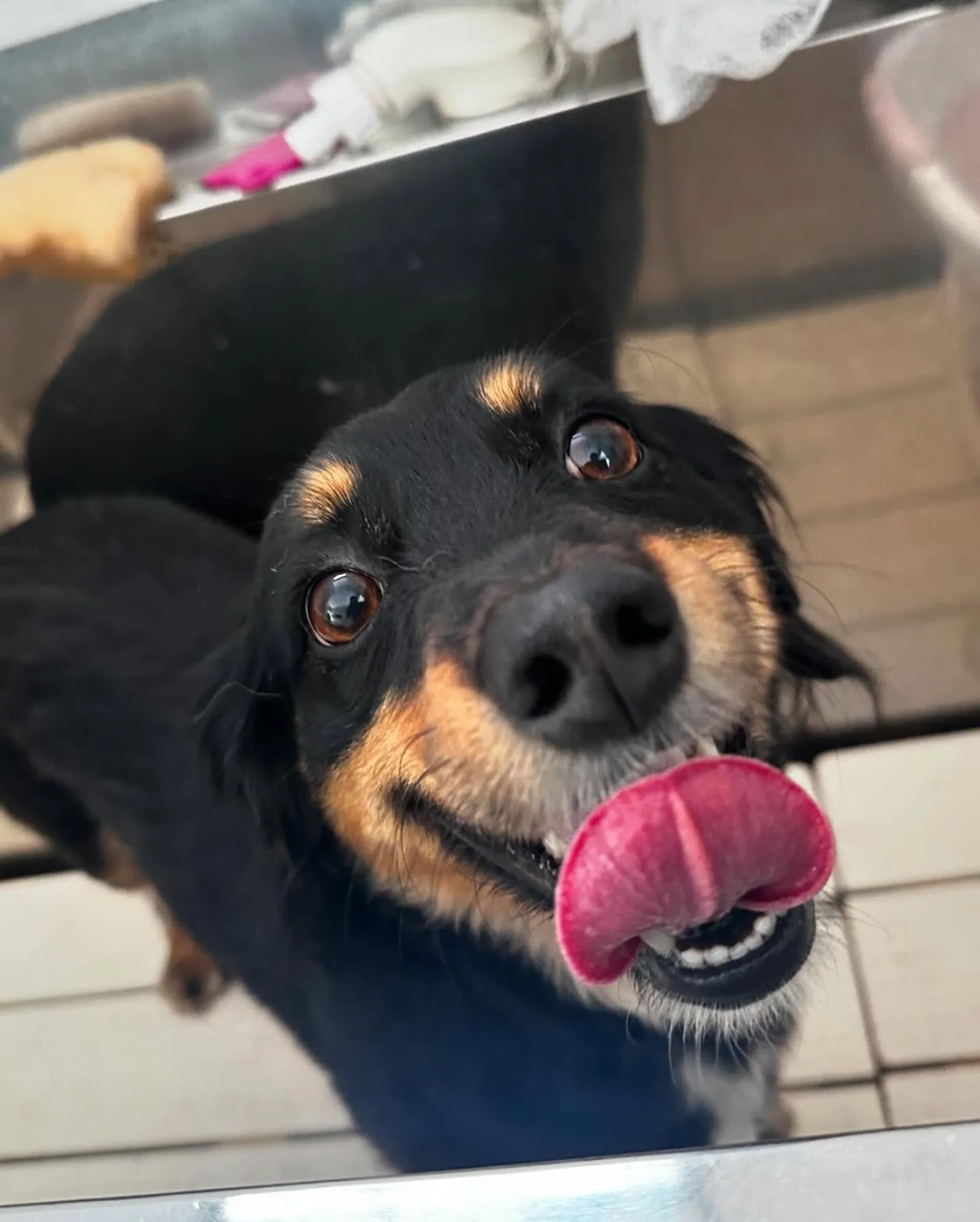 先月アップしきれなかったわんこたちです💖