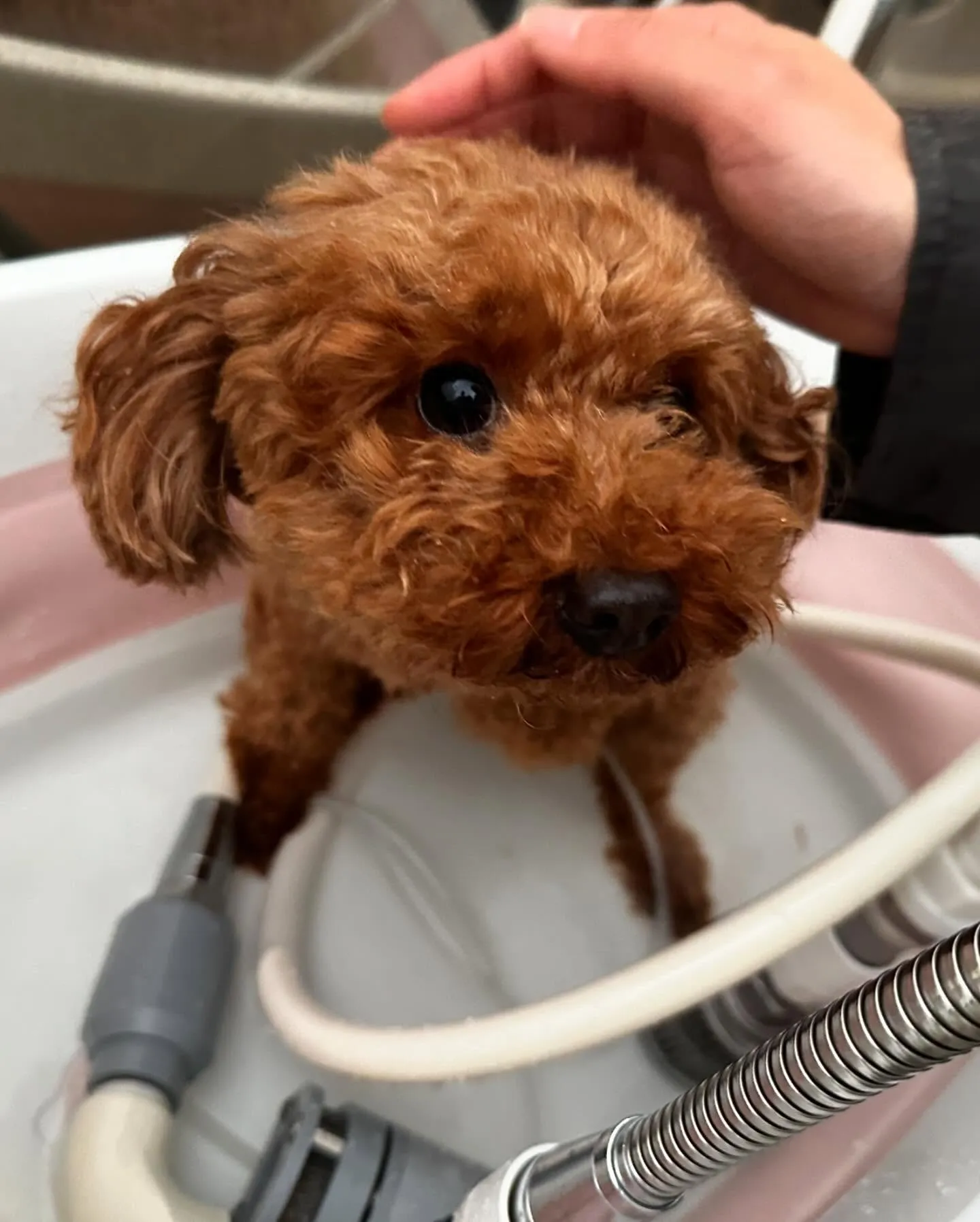 先月アップしきれなかったわんこたちです💖