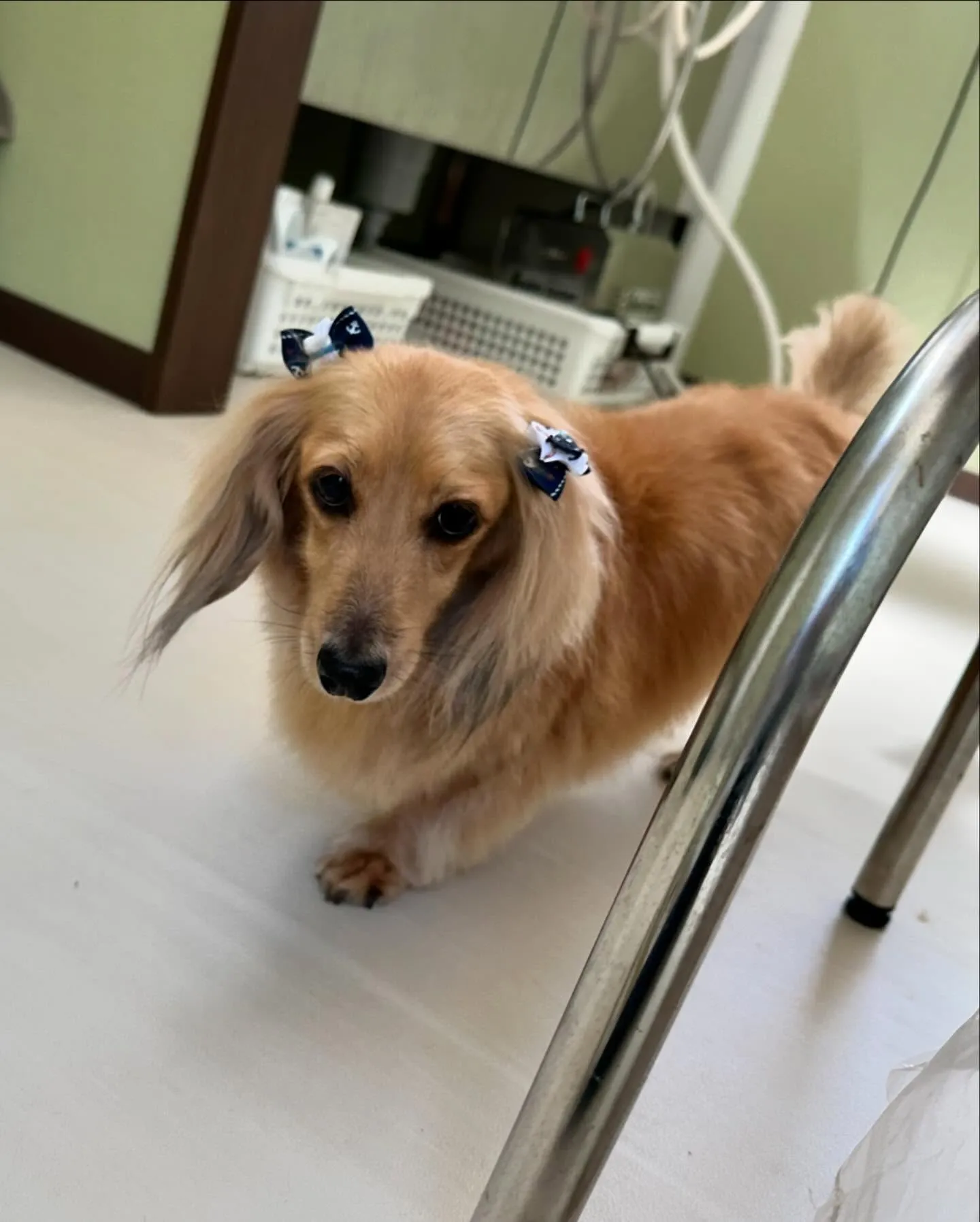 先月アップしきれなかったわんこたちです💖