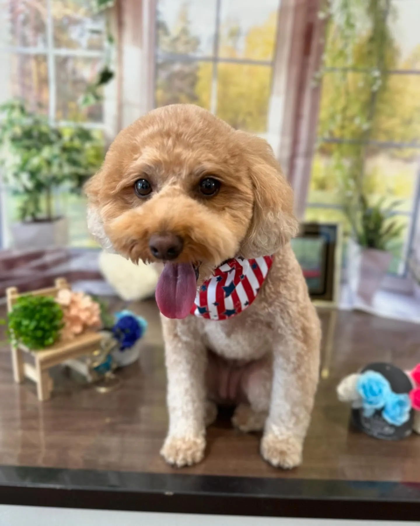 今月のセットメニューお手入れわんこさんたち💕