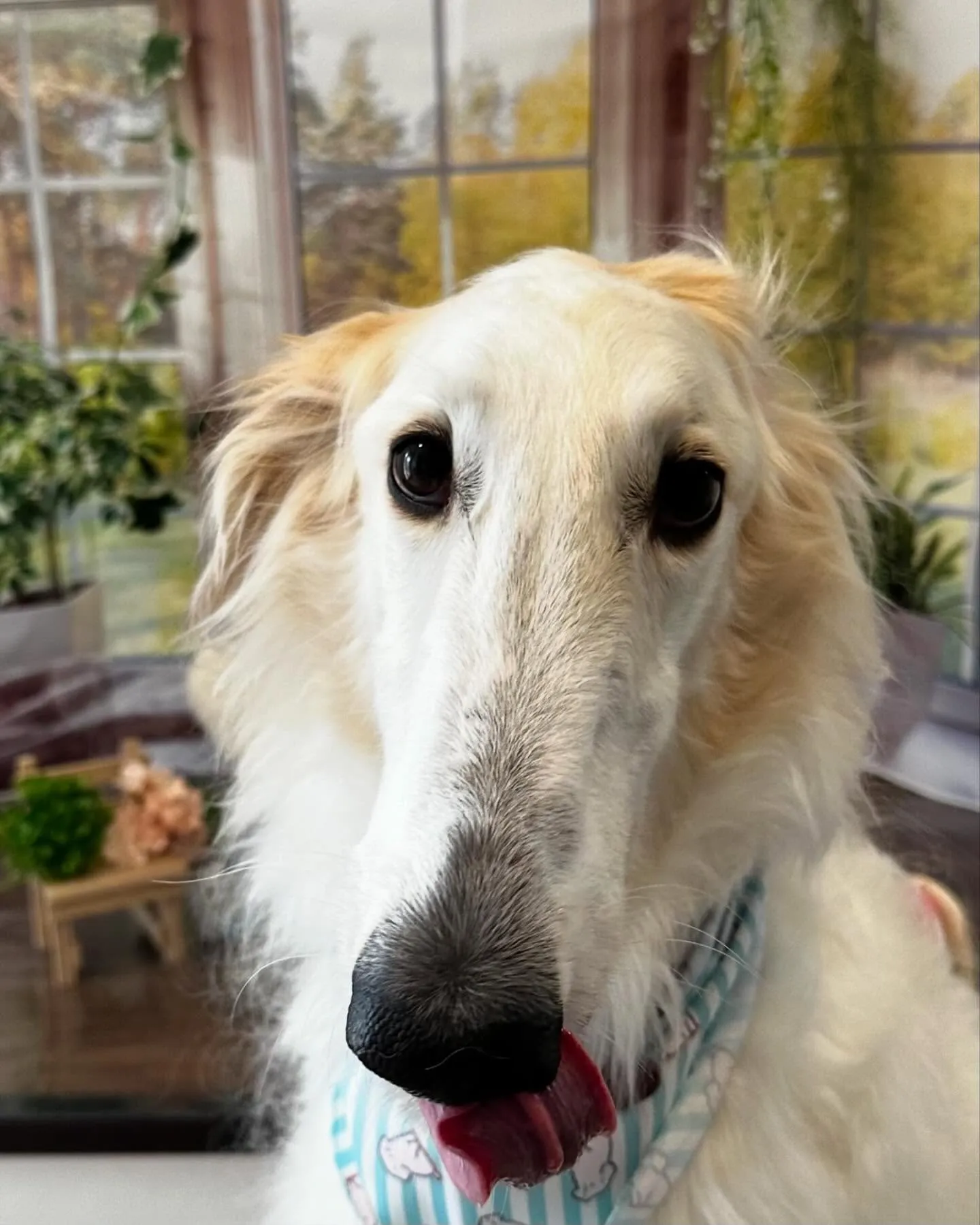 今月のセットメニューお手入れわんこさんたち💕