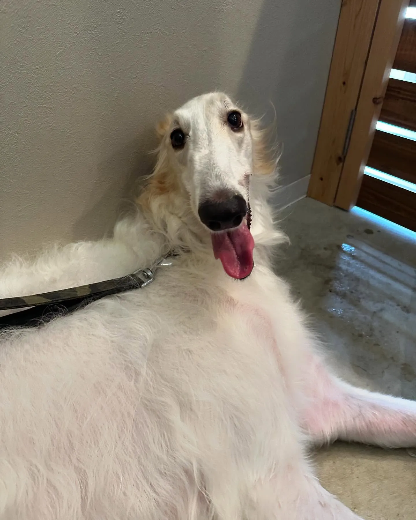 今月のセットメニューお手入れわんこさんたち💕