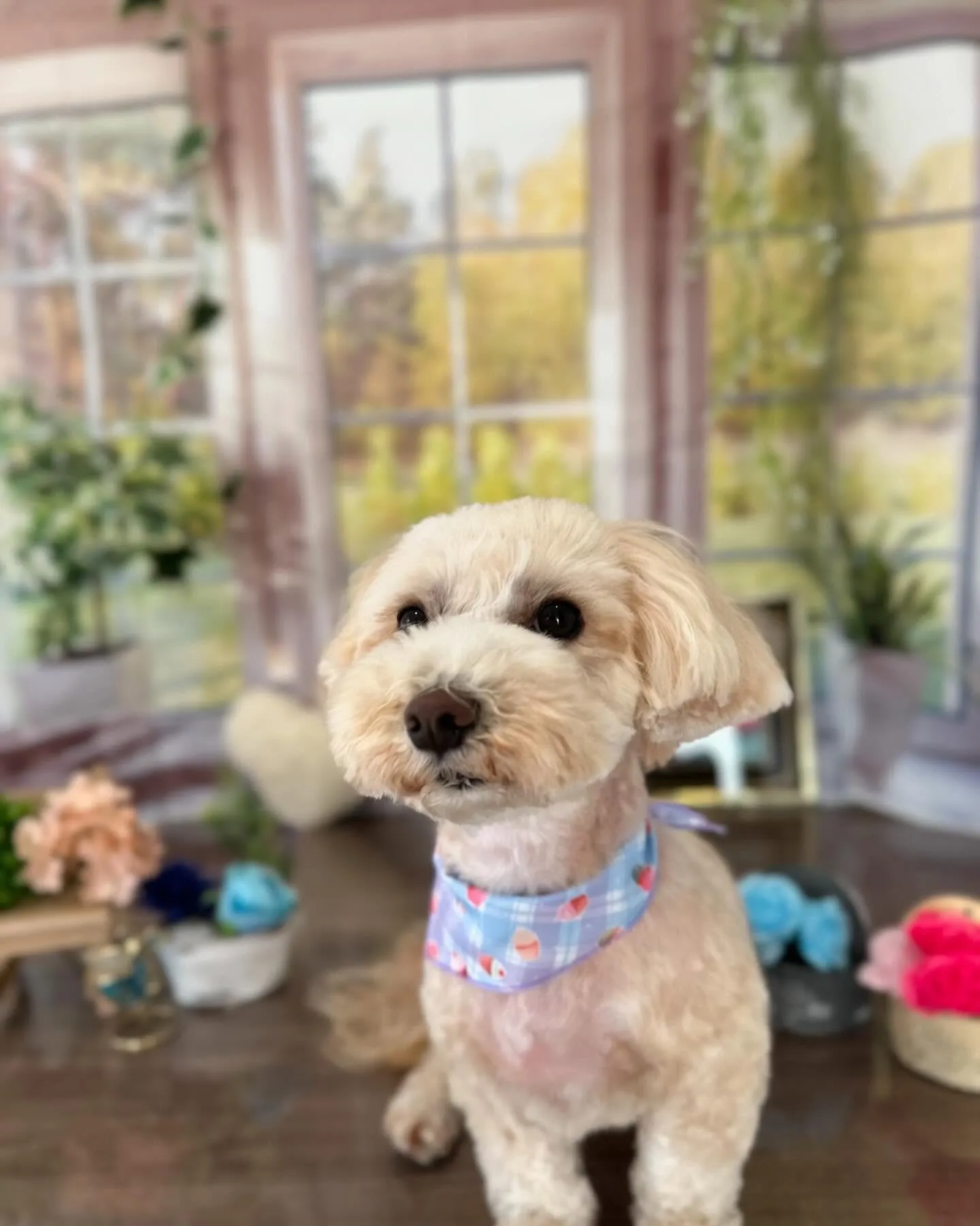 今月のセットメニューお手入れわんこさんたち💕