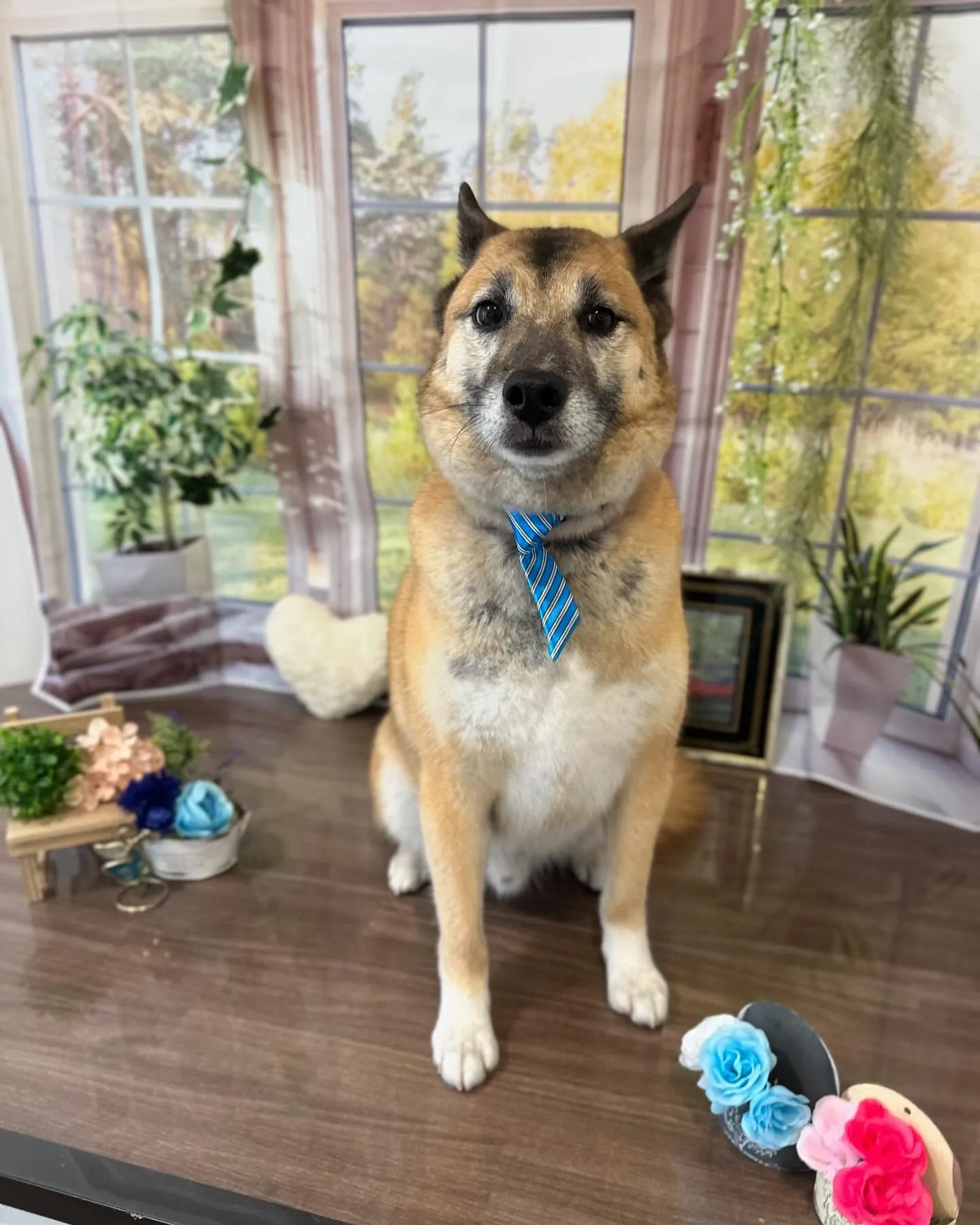 今月のセットメニューお手入れわんこさんたち💕