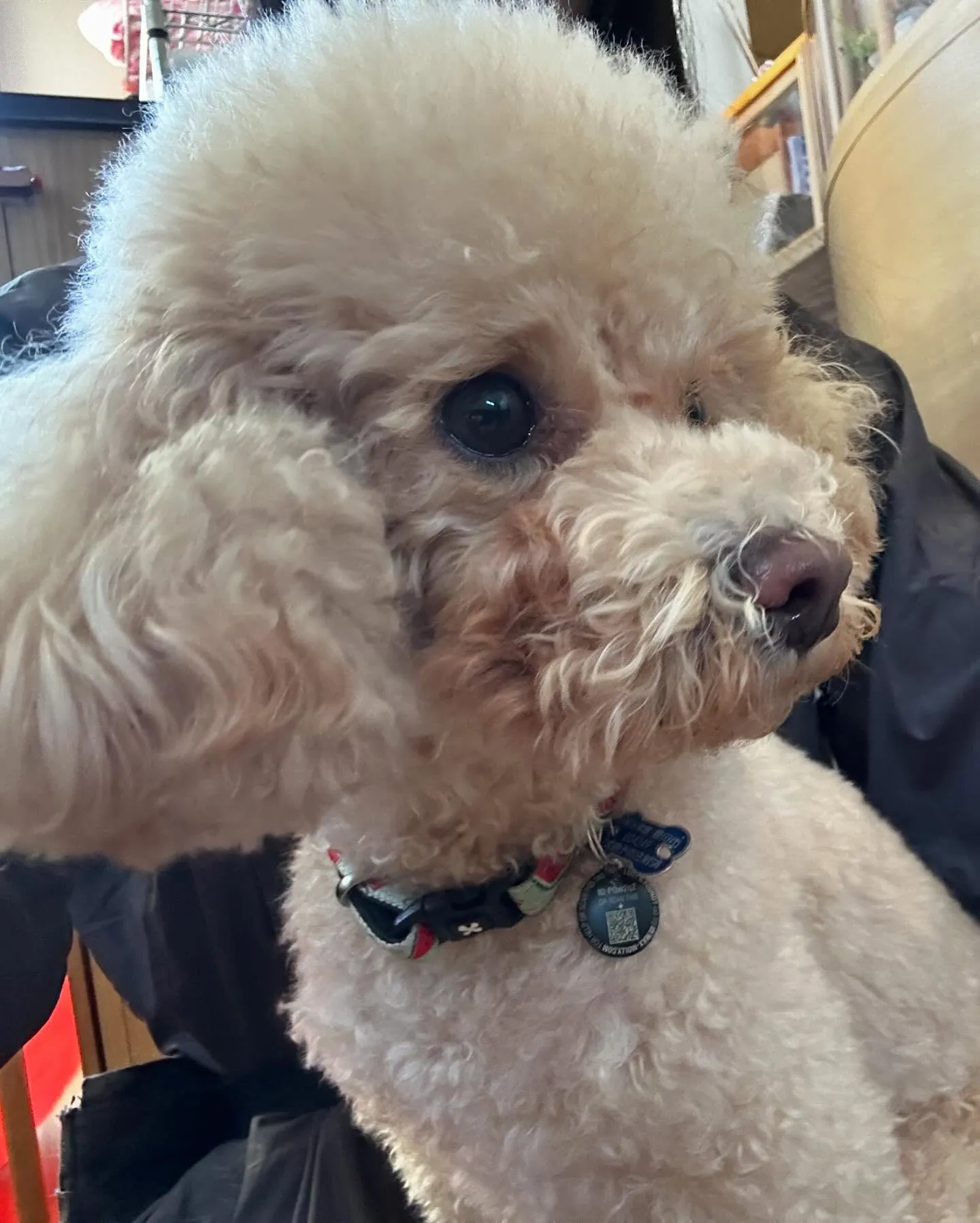 今月のセットメニューお手入れわんこさんたち💕