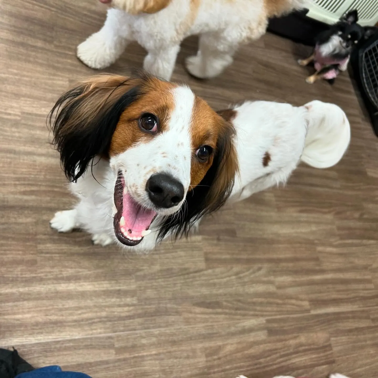 入会してくれたみかんちゃんです🍊💕