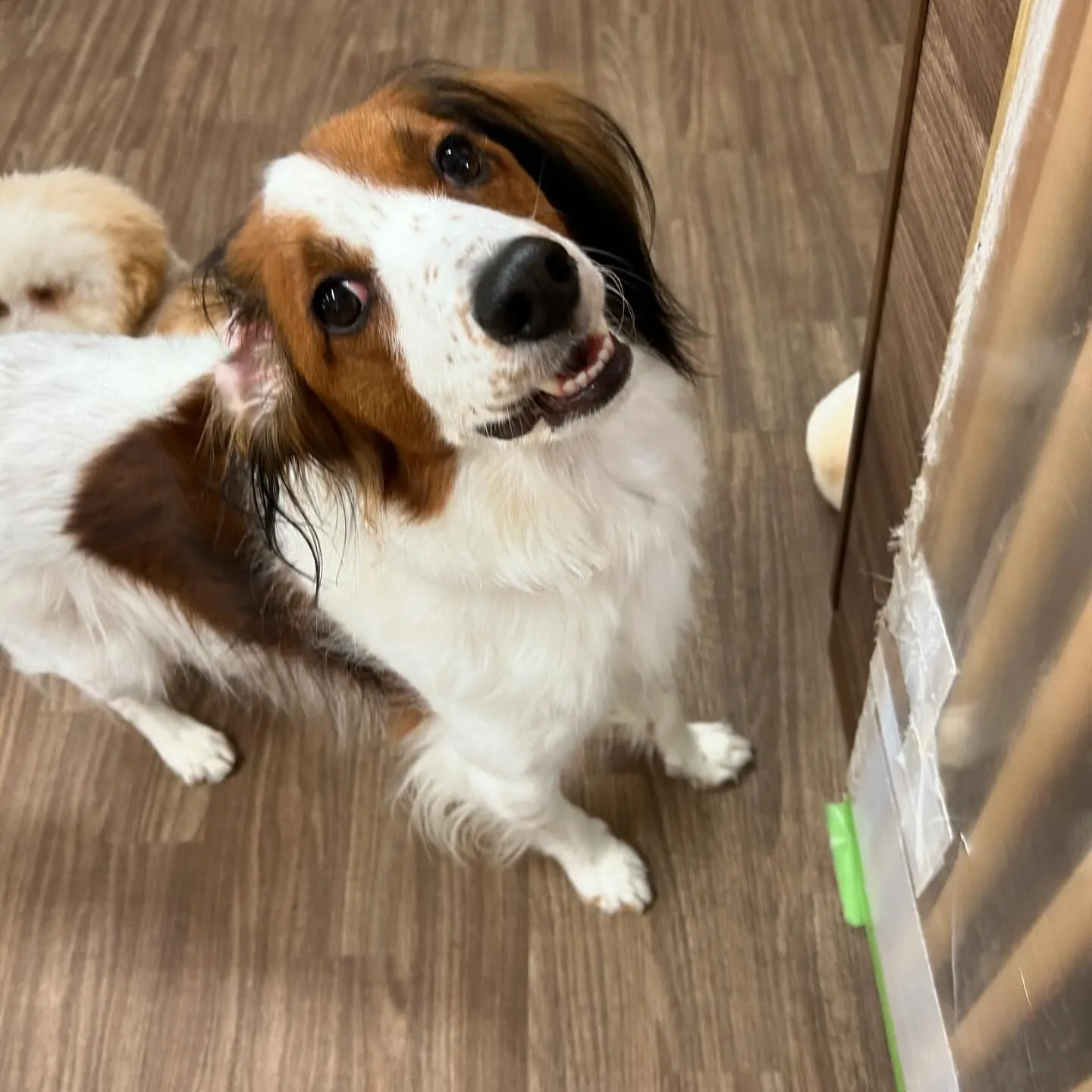 入会してくれたみかんちゃんです🍊💕