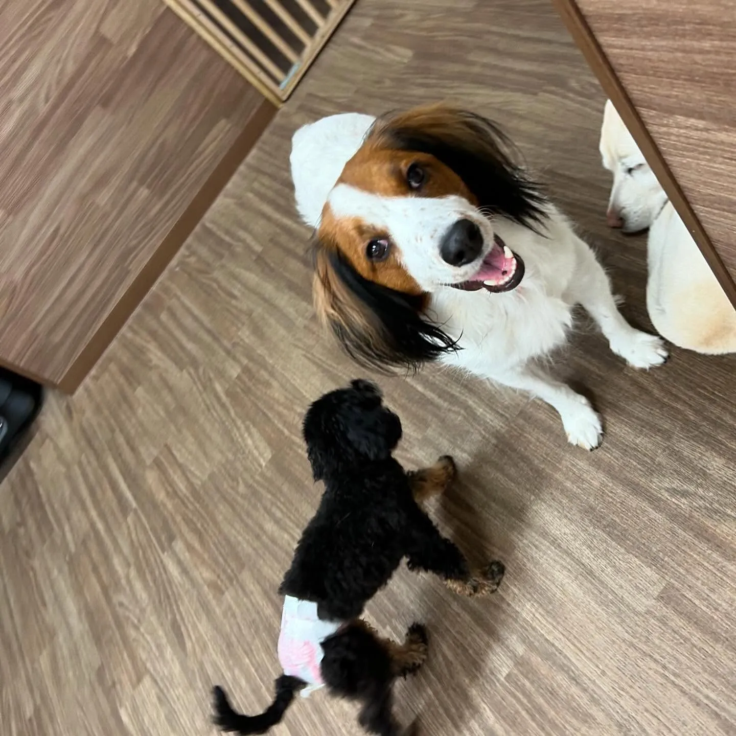 入会してくれたみかんちゃんです🍊💕