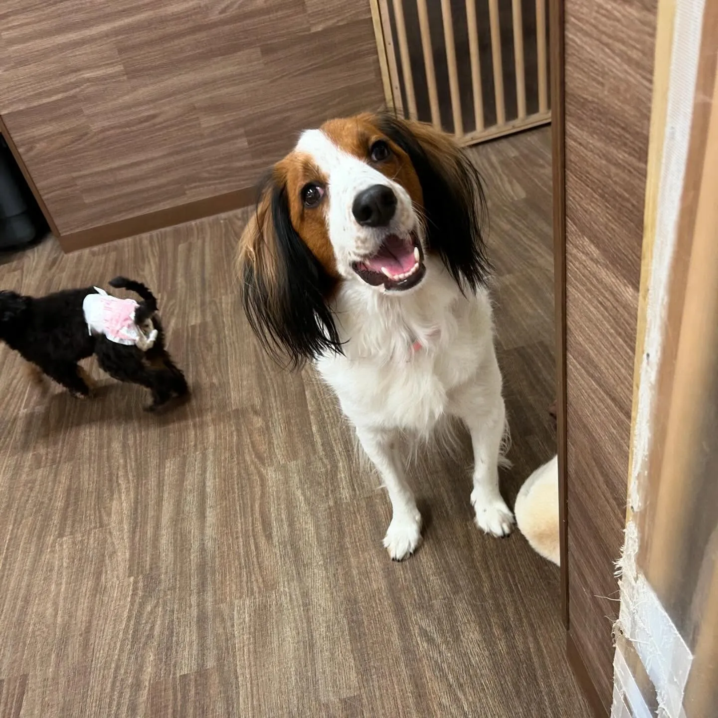 入会してくれたみかんちゃんです🍊💕