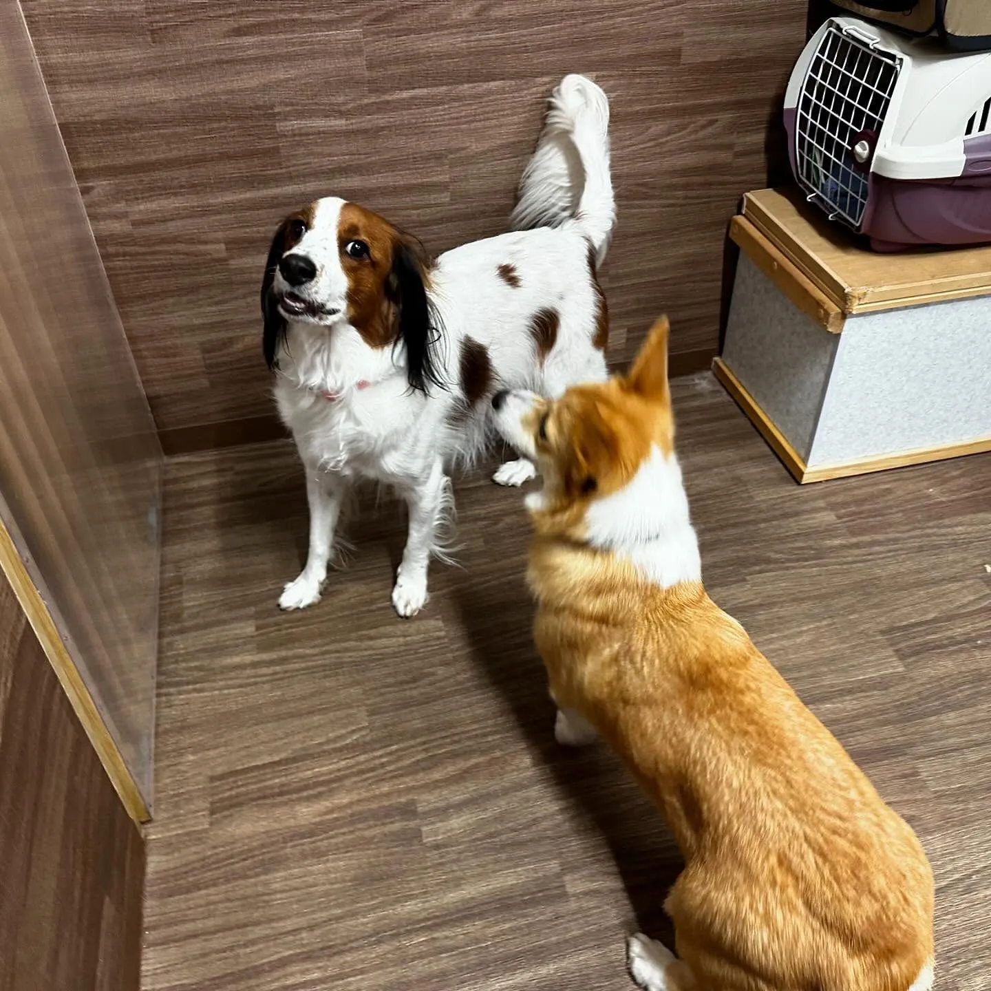 入会してくれたみかんちゃんです🍊💕