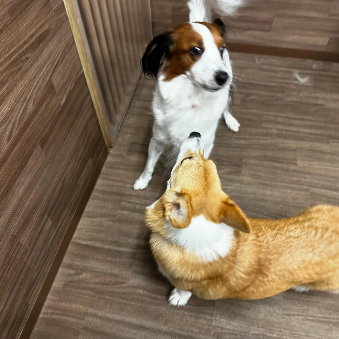 入会してくれたみかんちゃんです🍊💕