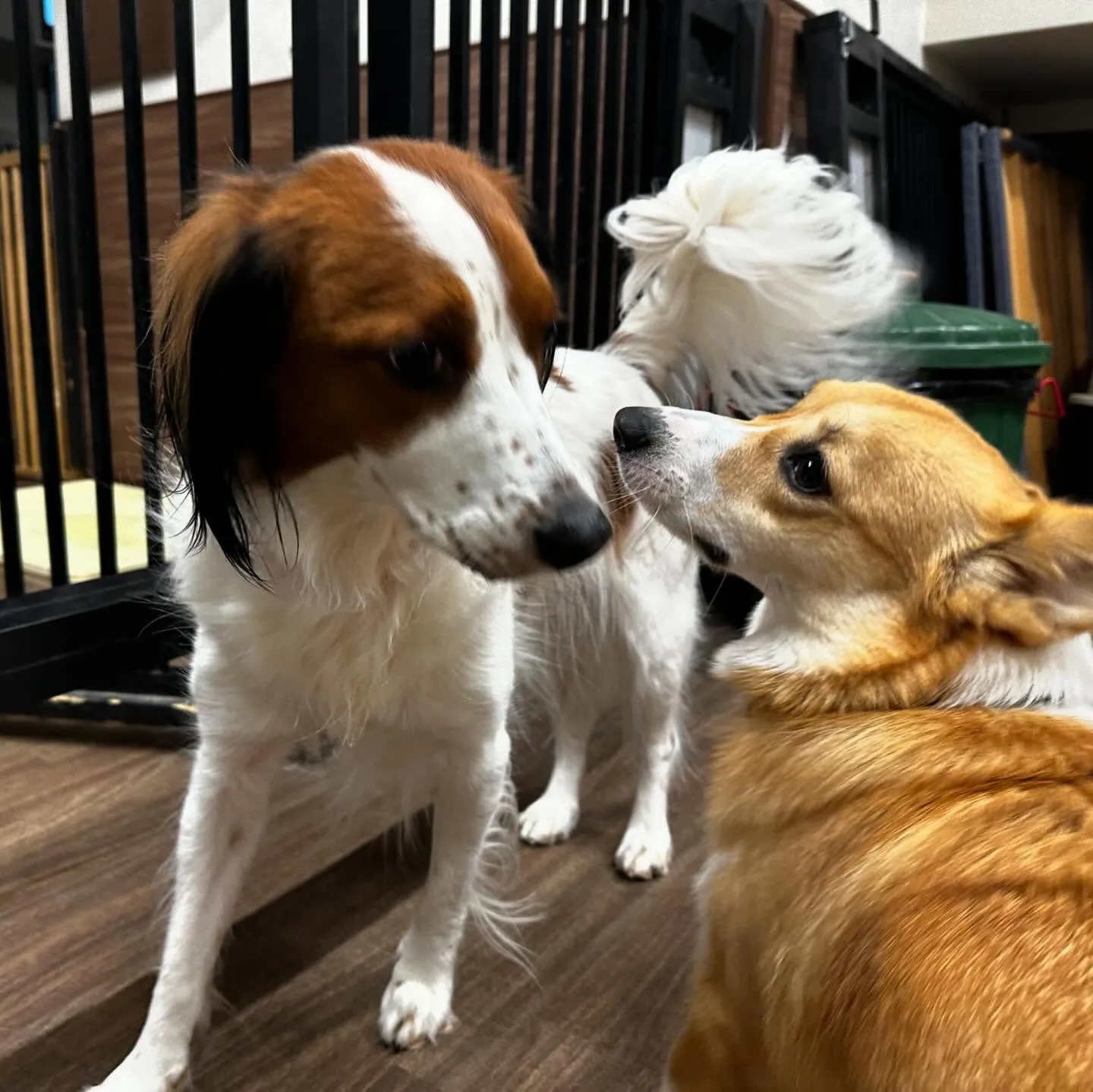 入会してくれたみかんちゃんです🍊💕
