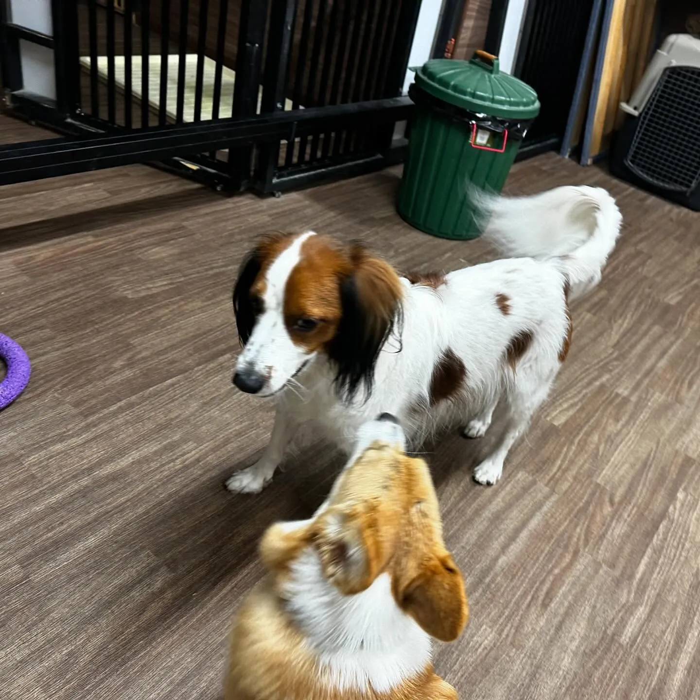 入会してくれたみかんちゃんです🍊💕