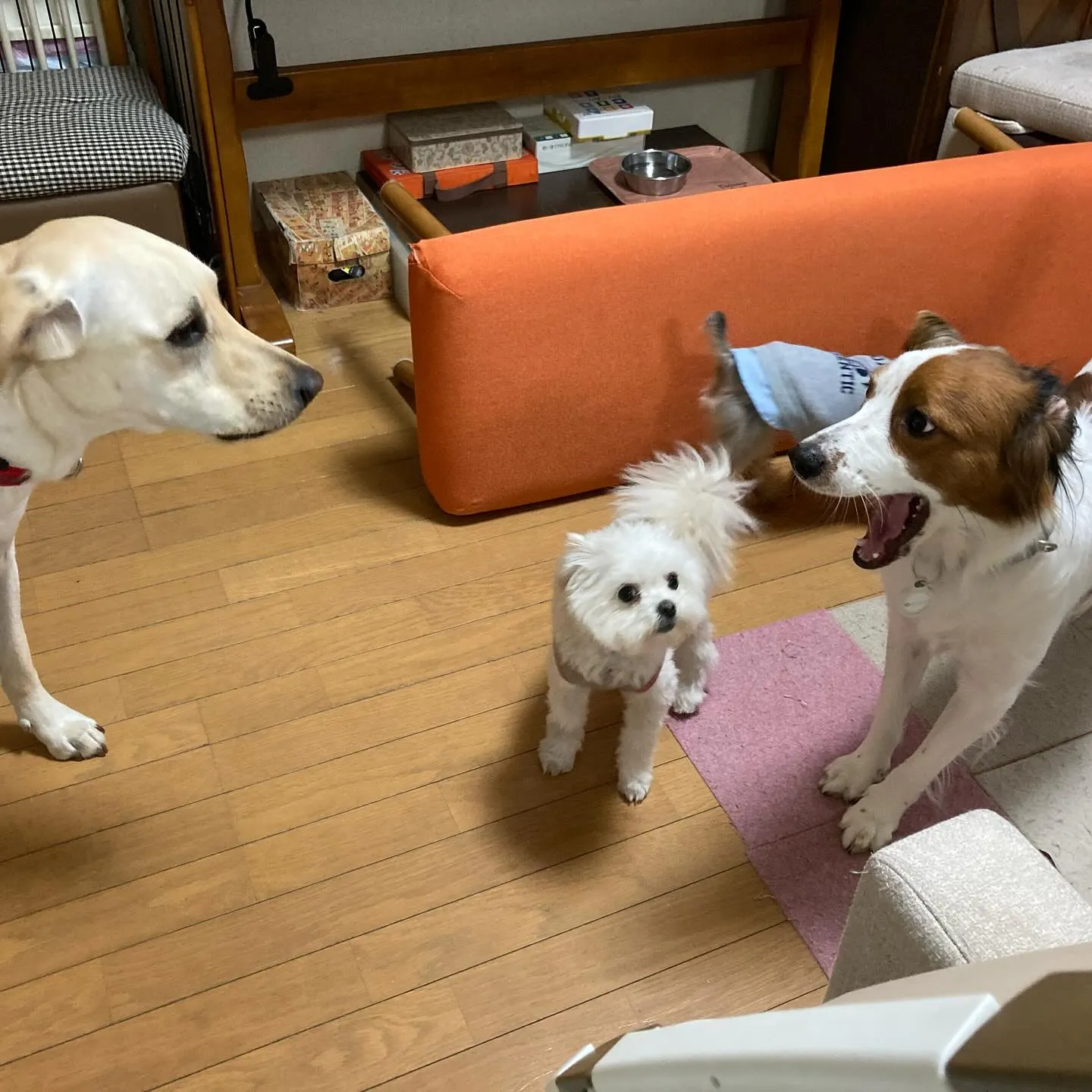 入会してくれたみかんちゃんです🍊💕