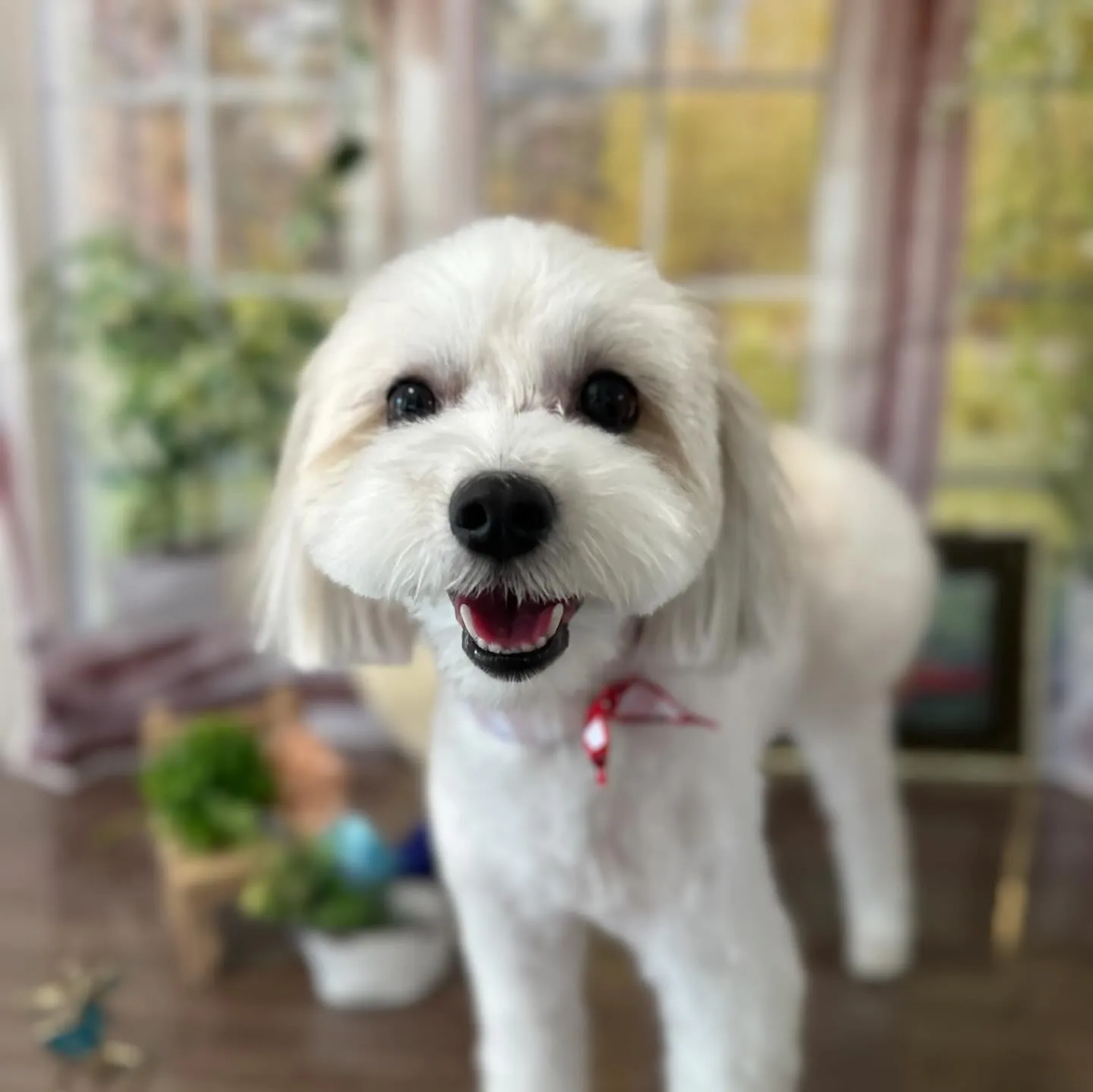 トリミングに来てくれたわんこさんです🎶