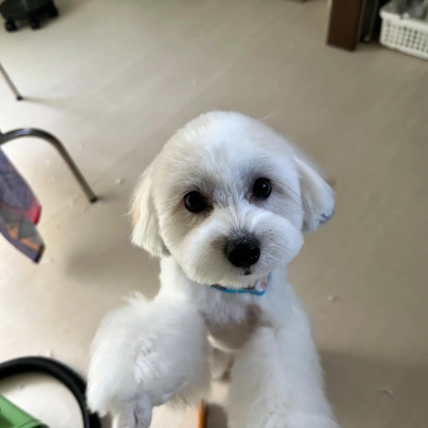 トリミングに来てくれたわんこさんです🎶