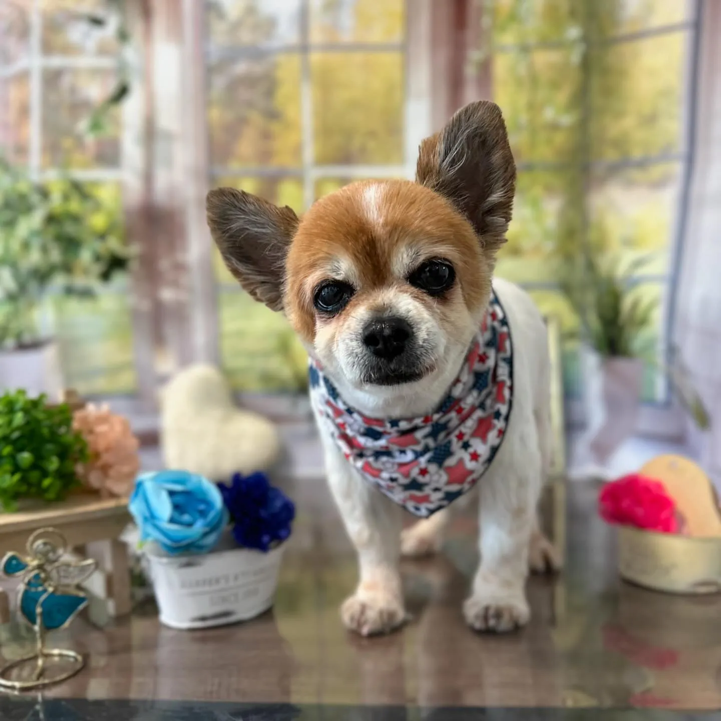トリミングに来てくれたわんこさんです🎶