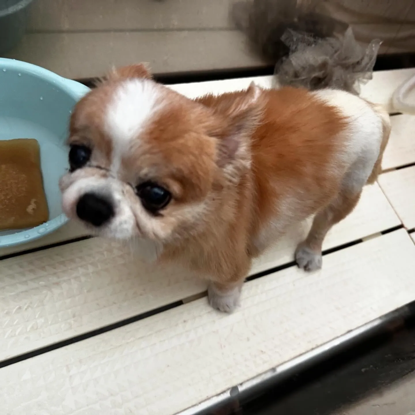 トリミングに来てくれたわんこさんです🎶