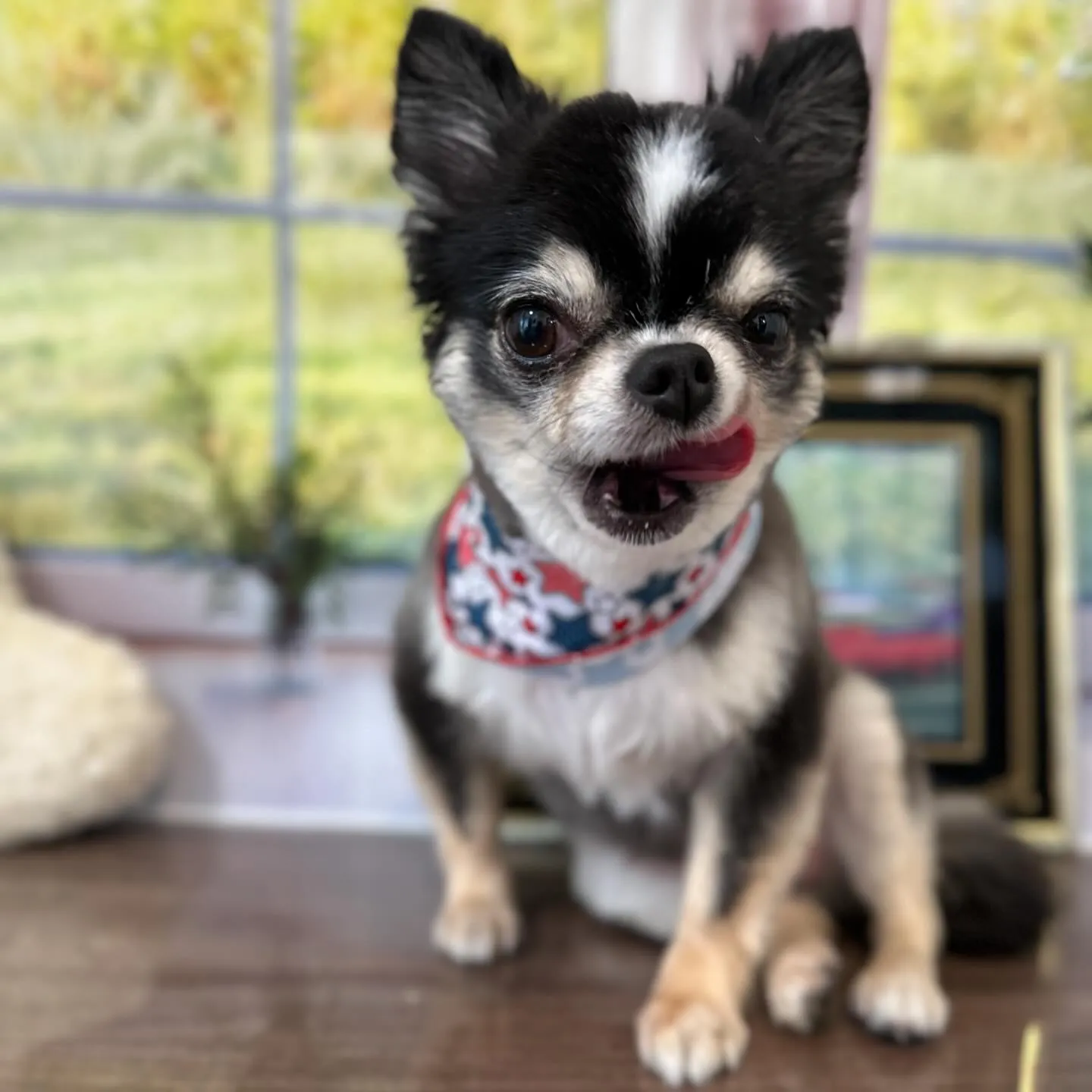 トリミングに来てくれたわんこさんです🎶