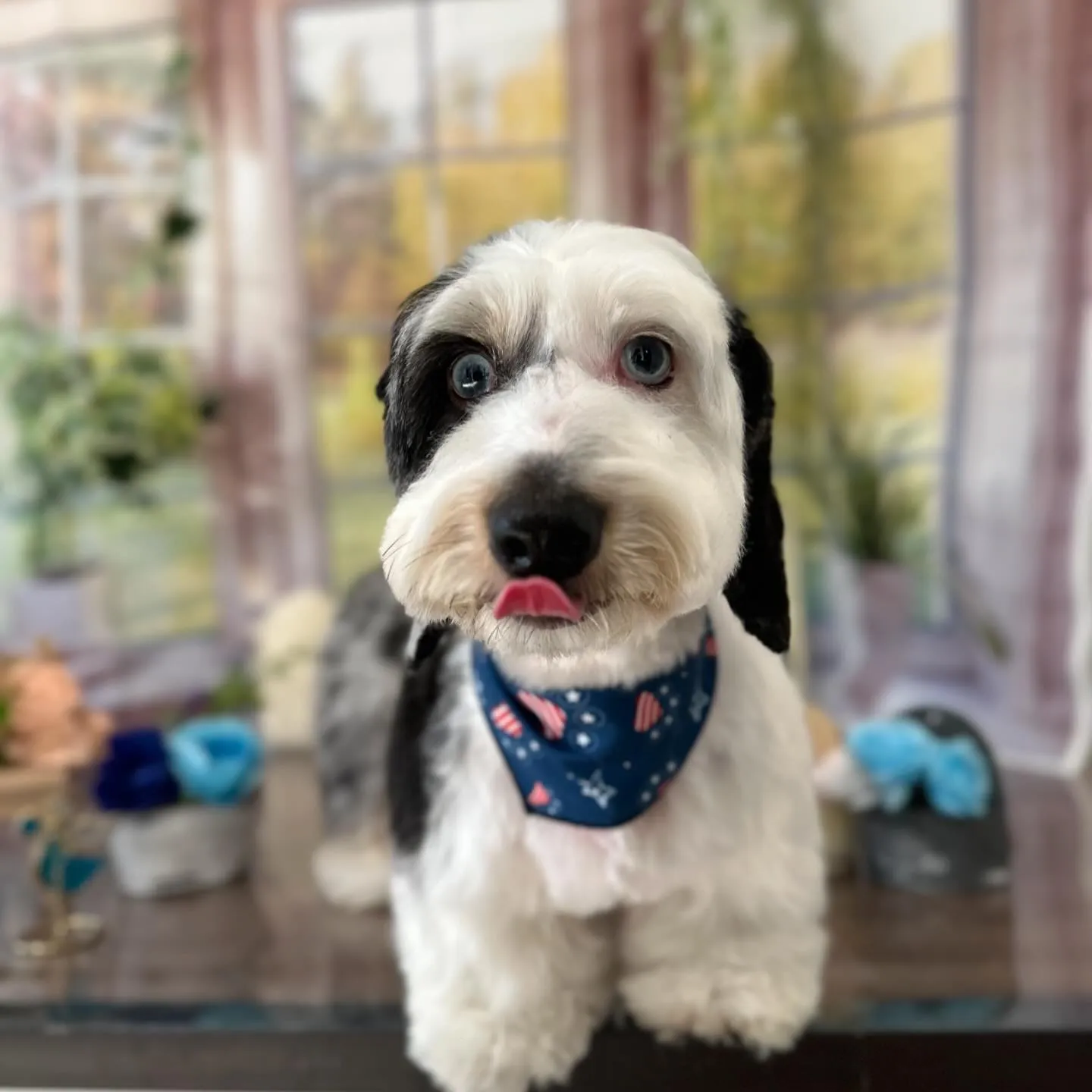 トリミングに来てくれたわんこさんです🎶
