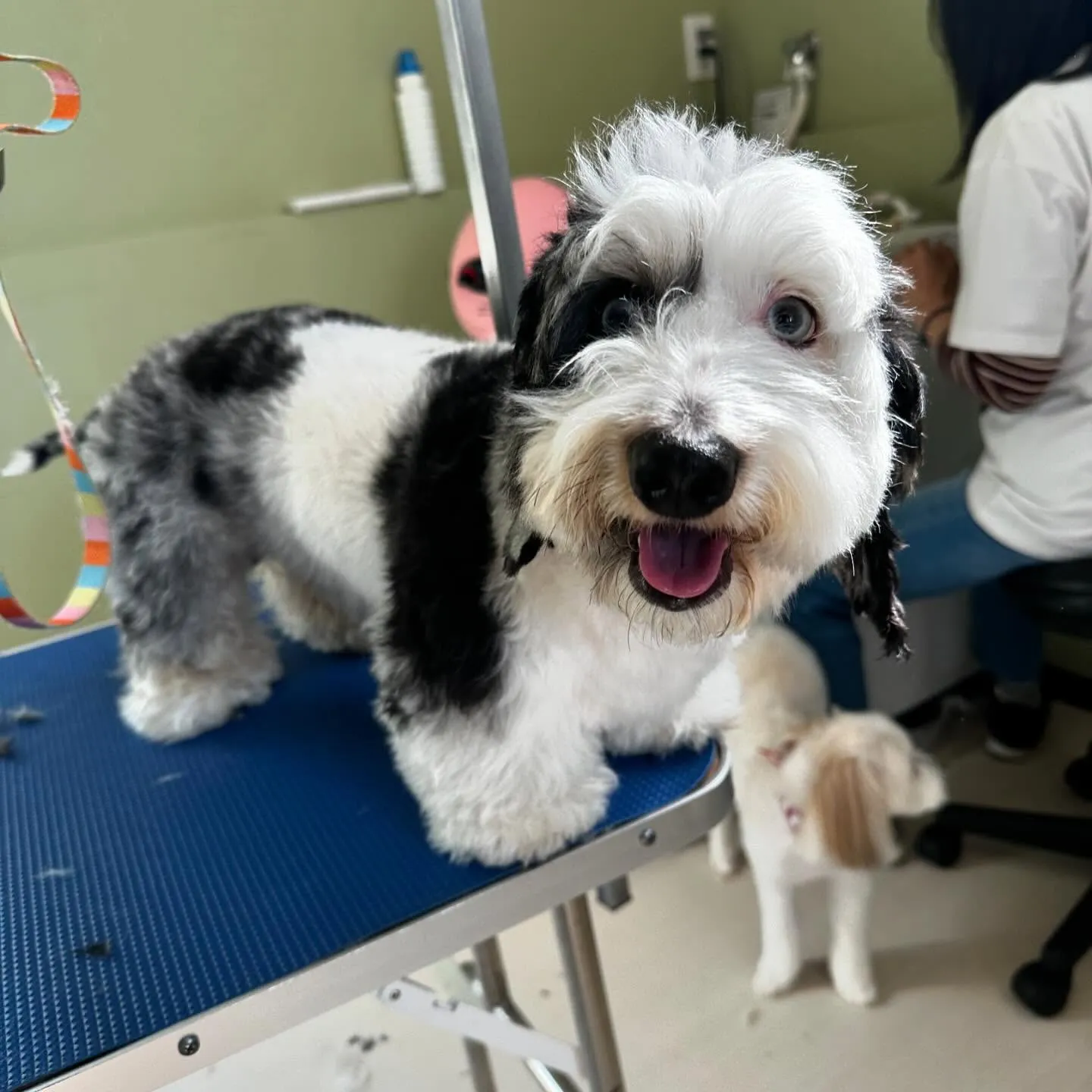 トリミングに来てくれたわんこさんです🎶