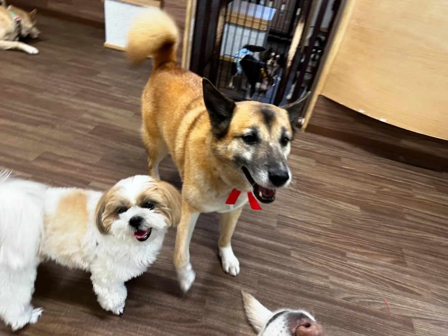 昨日は運動会イベントを開催していました🤗🎌