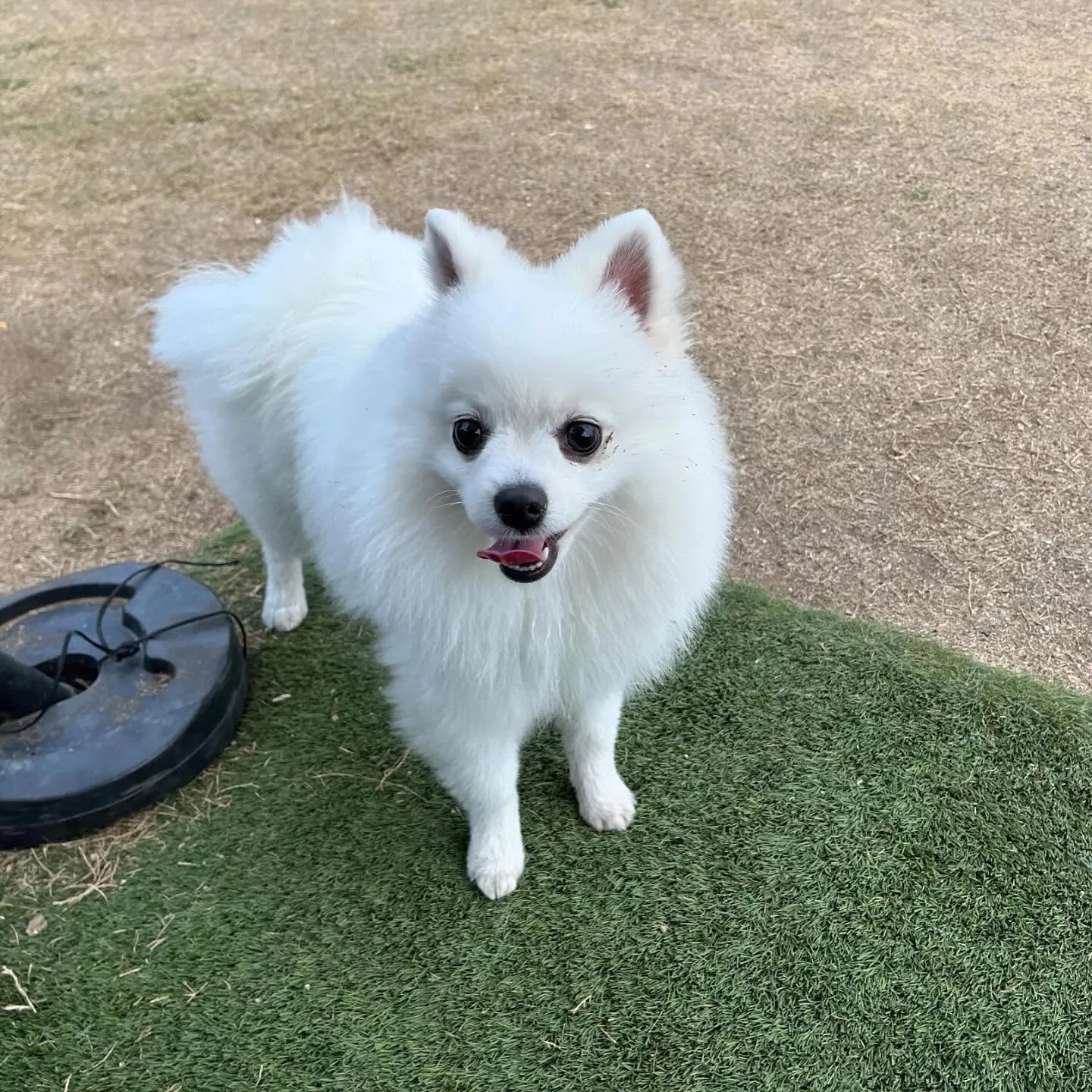 【ドッグランイベント予約受付開始のお知らせ】 