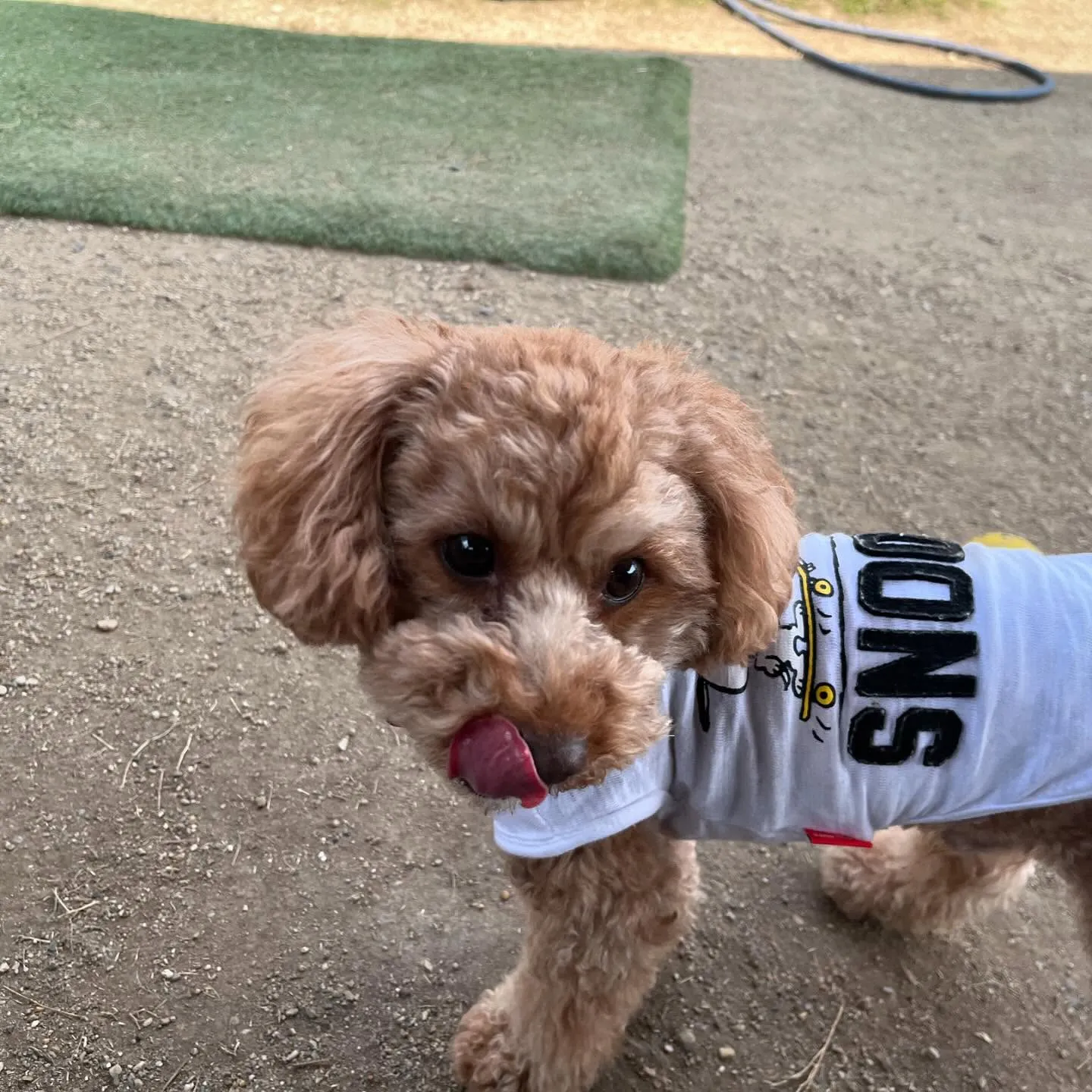 【ドッグランイベント予約受付開始のお知らせ】 