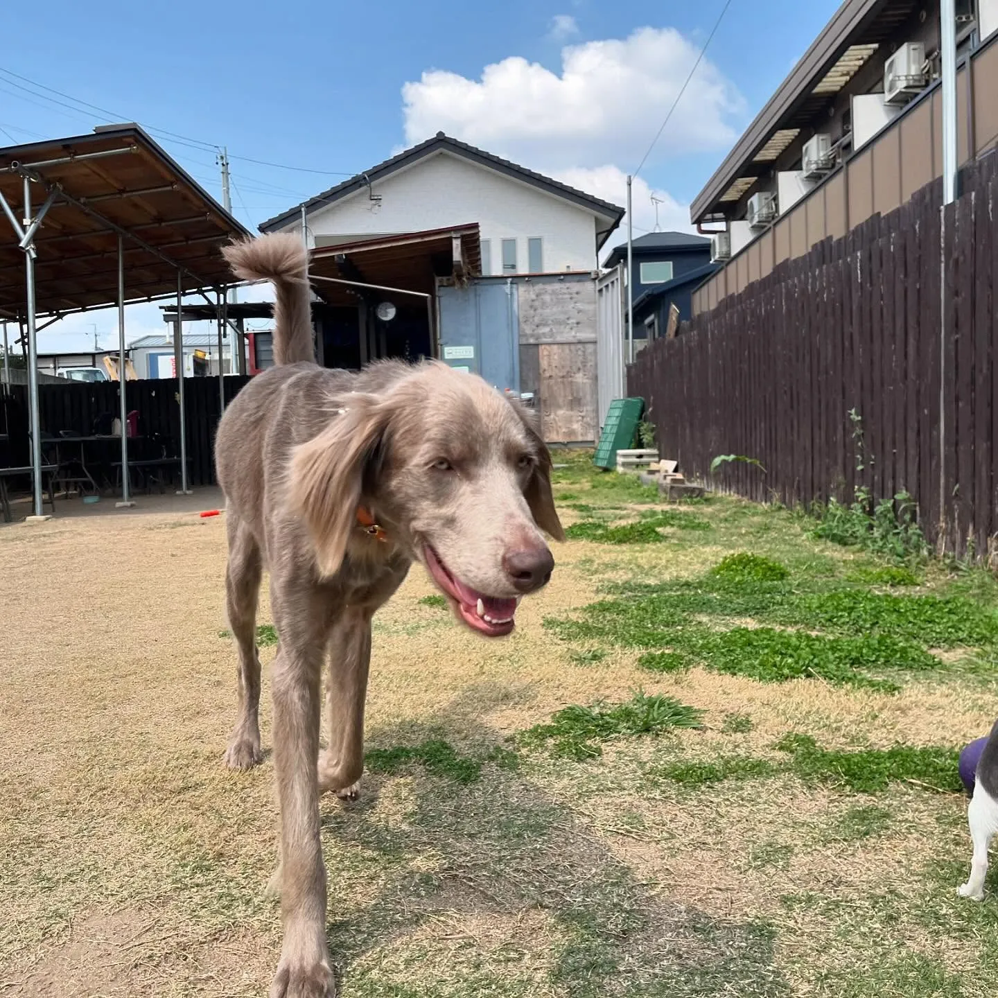 【ドッグランイベント予約受付開始のお知らせ】 