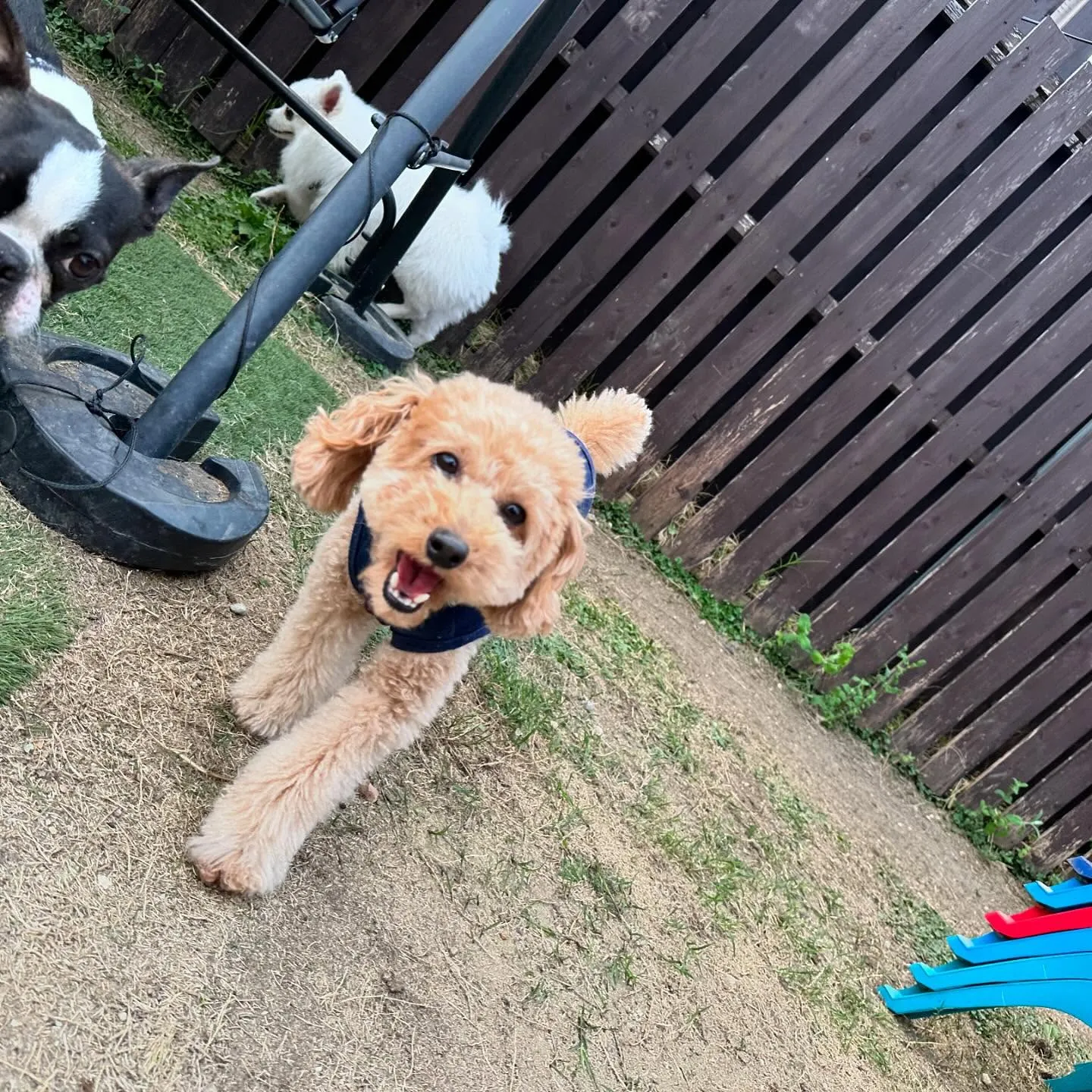 【ドッグランイベント予約受付開始のお知らせ】 