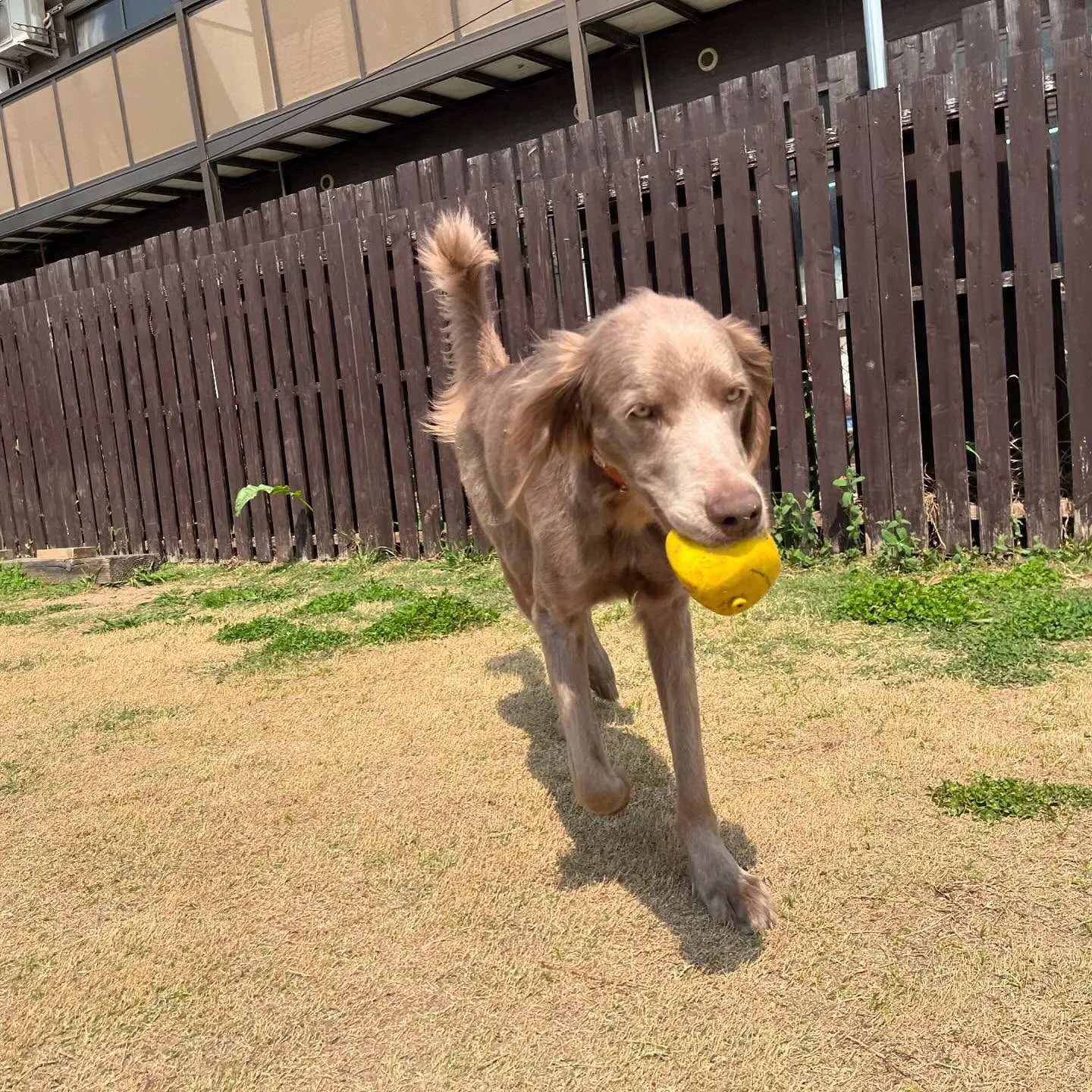 【ドッグランイベント予約受付開始のお知らせ】 