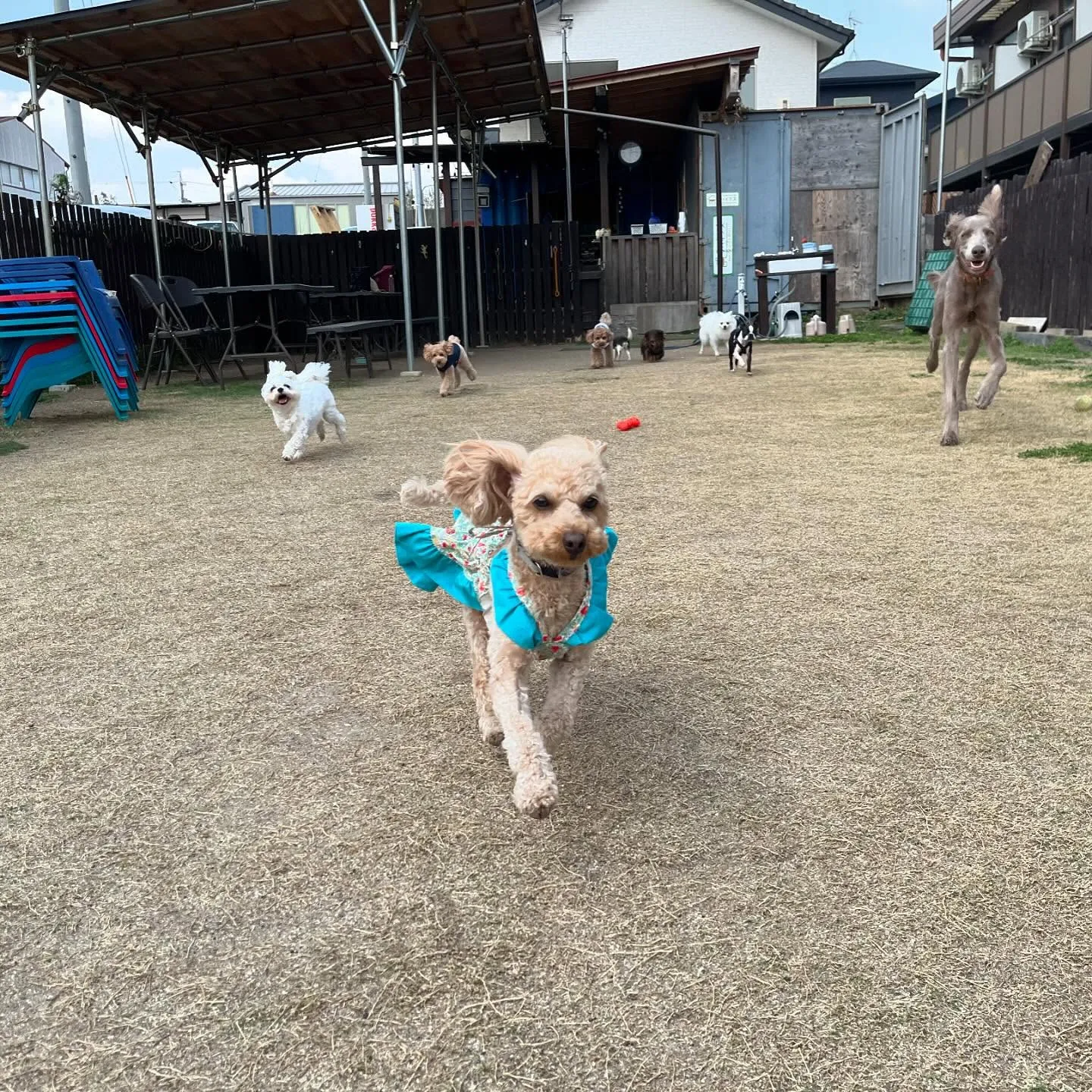 【ドッグランイベント予約受付開始のお知らせ】 