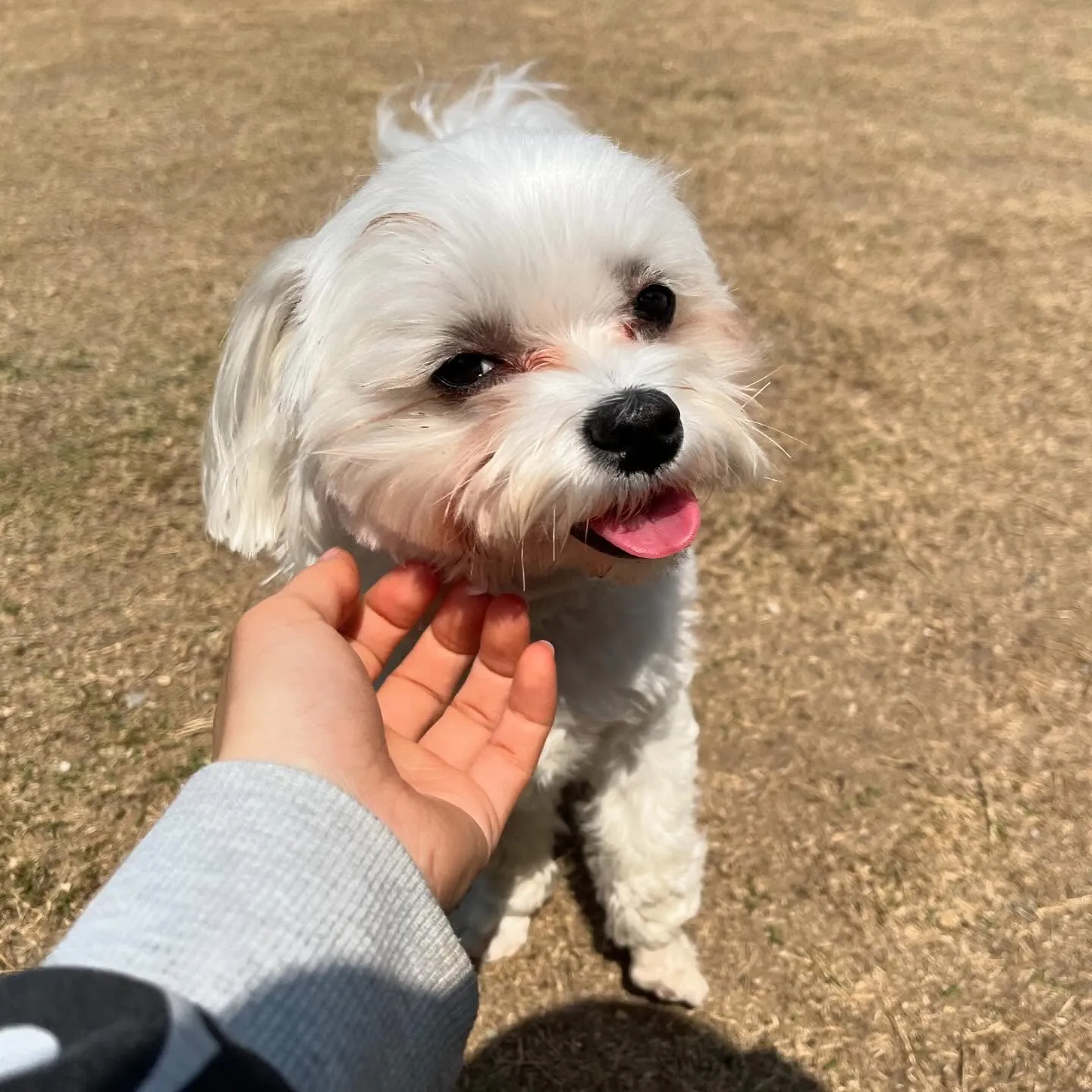 【ドッグランイベント予約受付開始のお知らせ】 